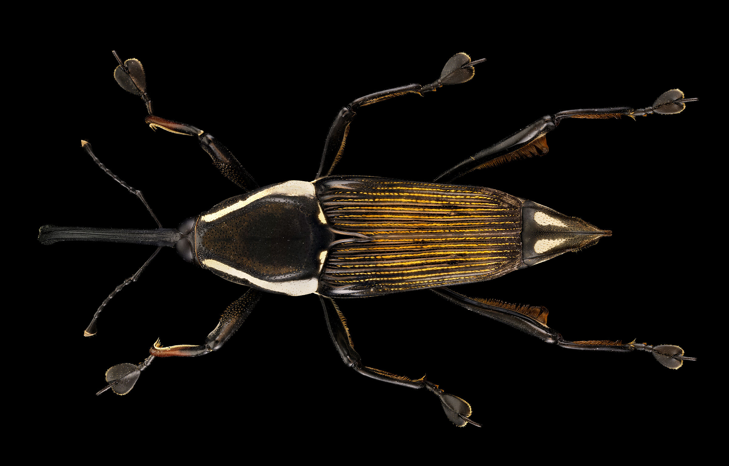 Curculionidae sp....