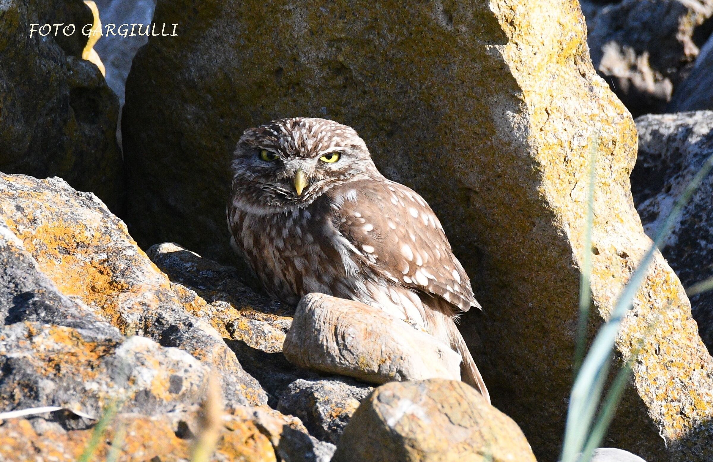 Owl...