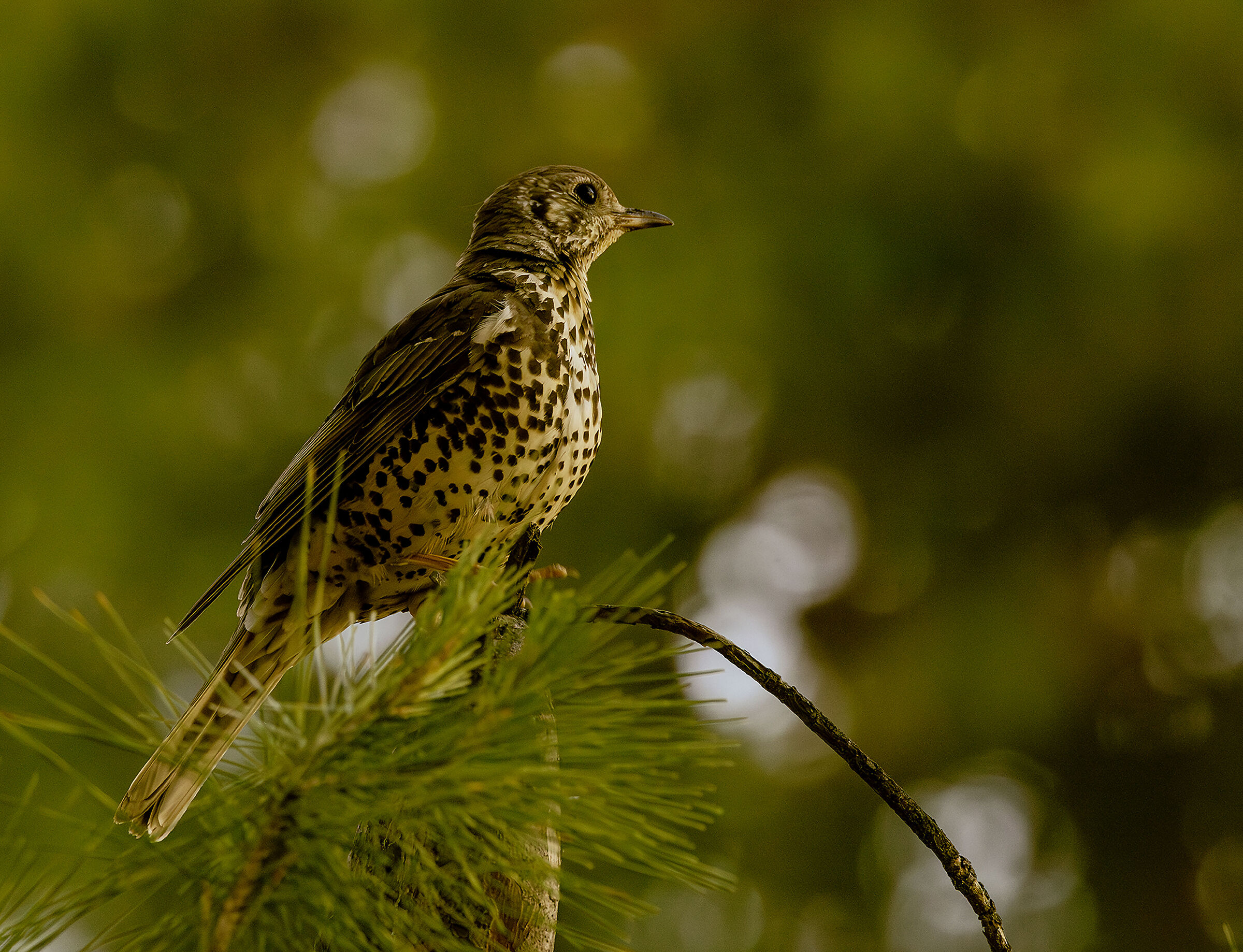 mistle thrush...