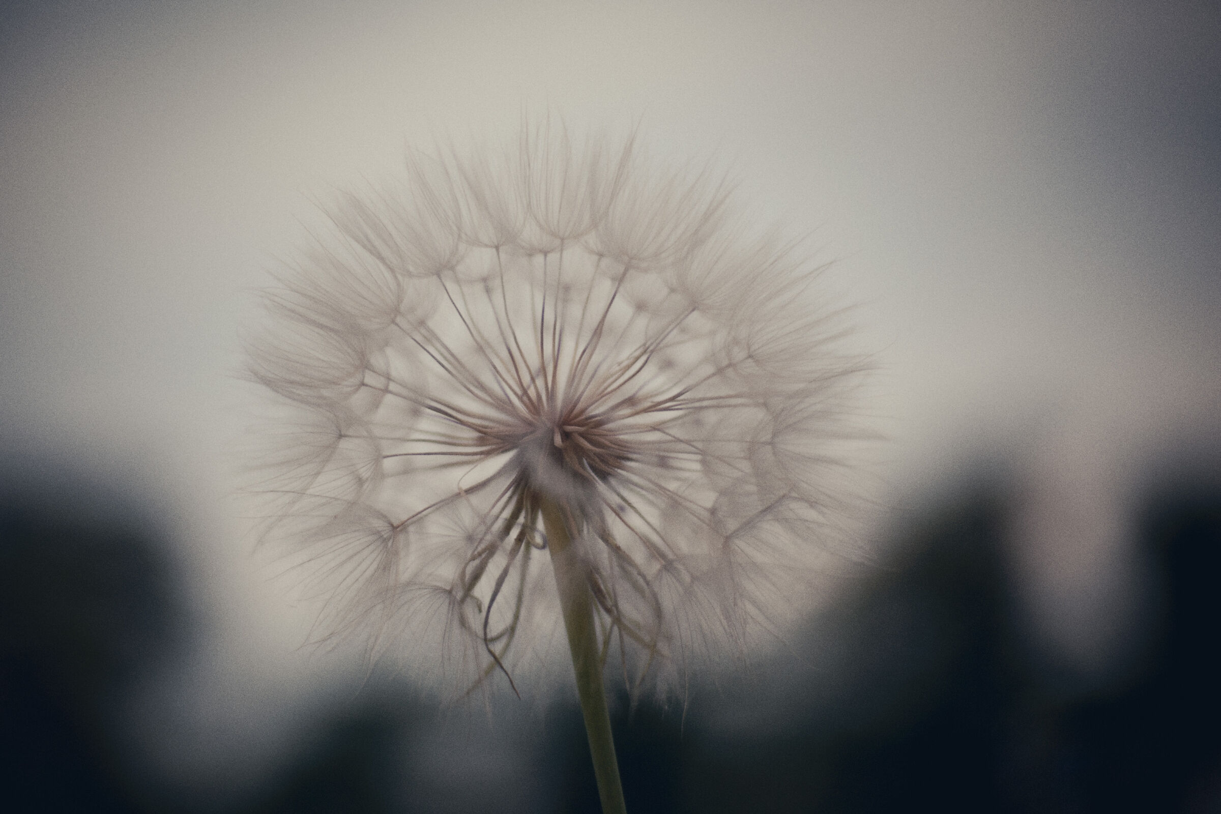 Beak's Beard, Dandelion...