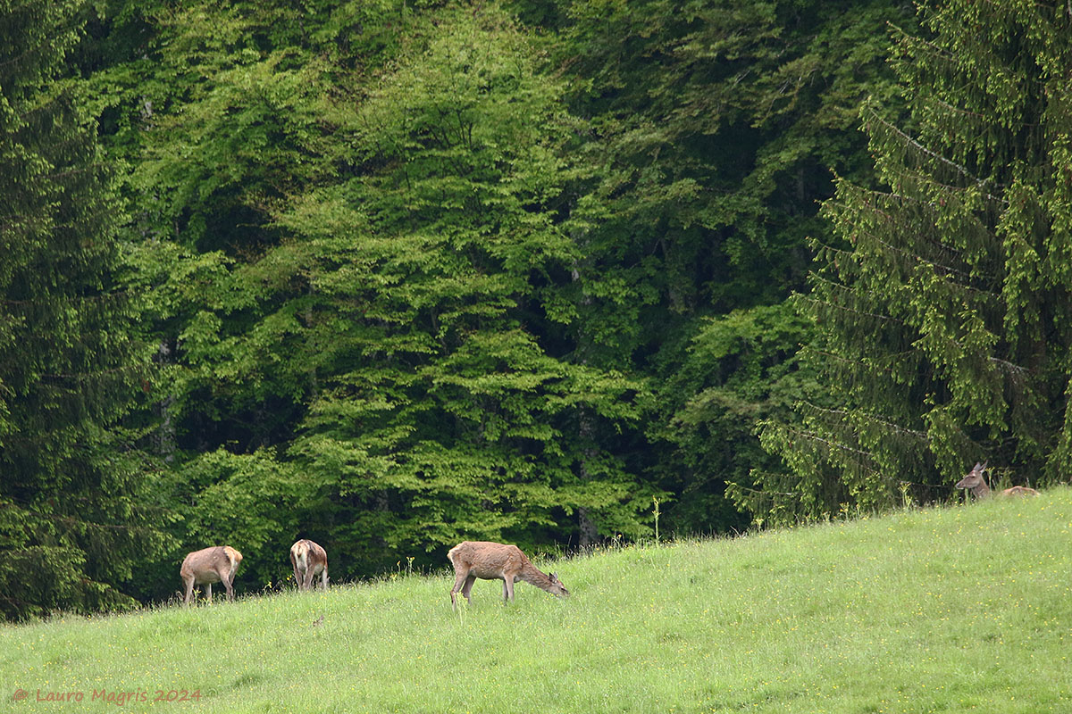Spring pasture...