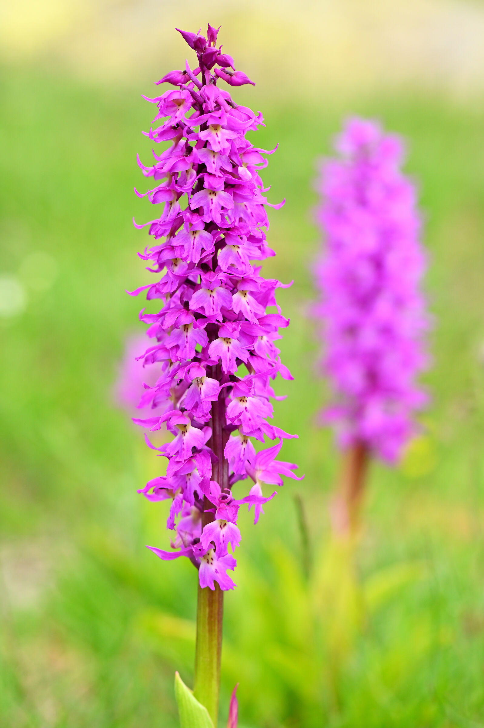 Orchis mascula...
