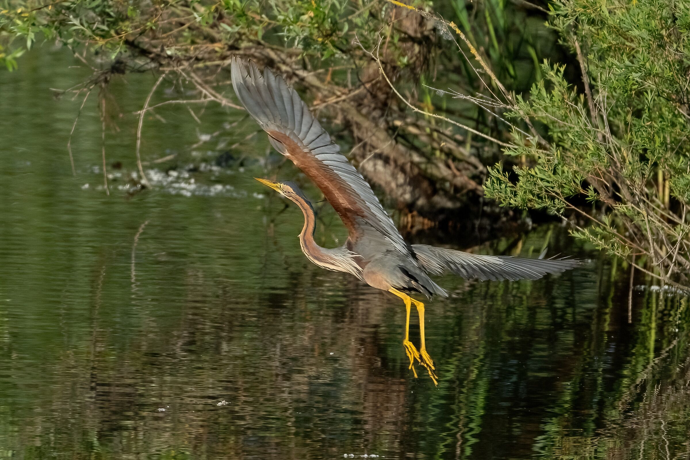 Purple Heron (Ardea purpurea)...