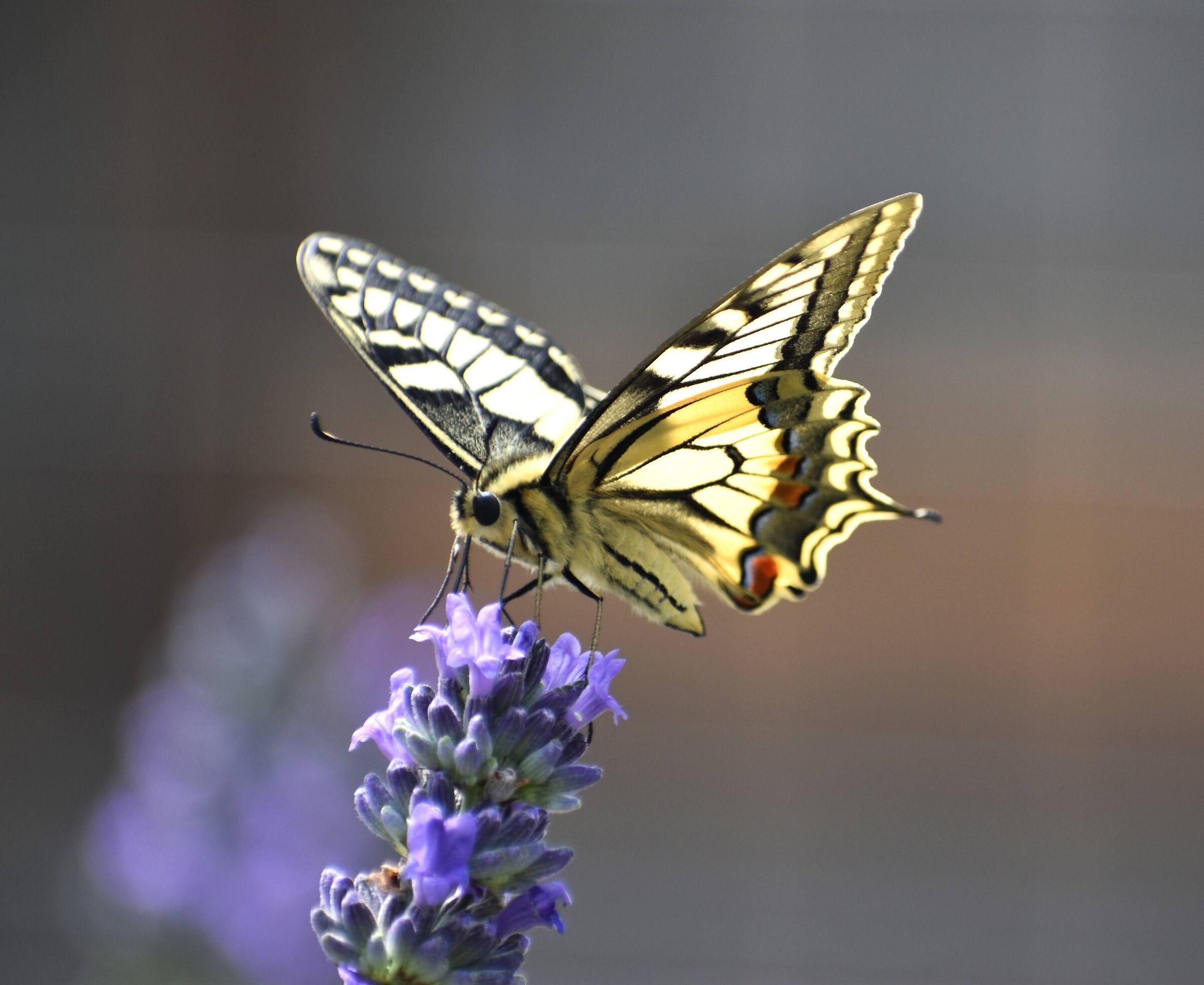 Inizia la fioritura della lavanda...