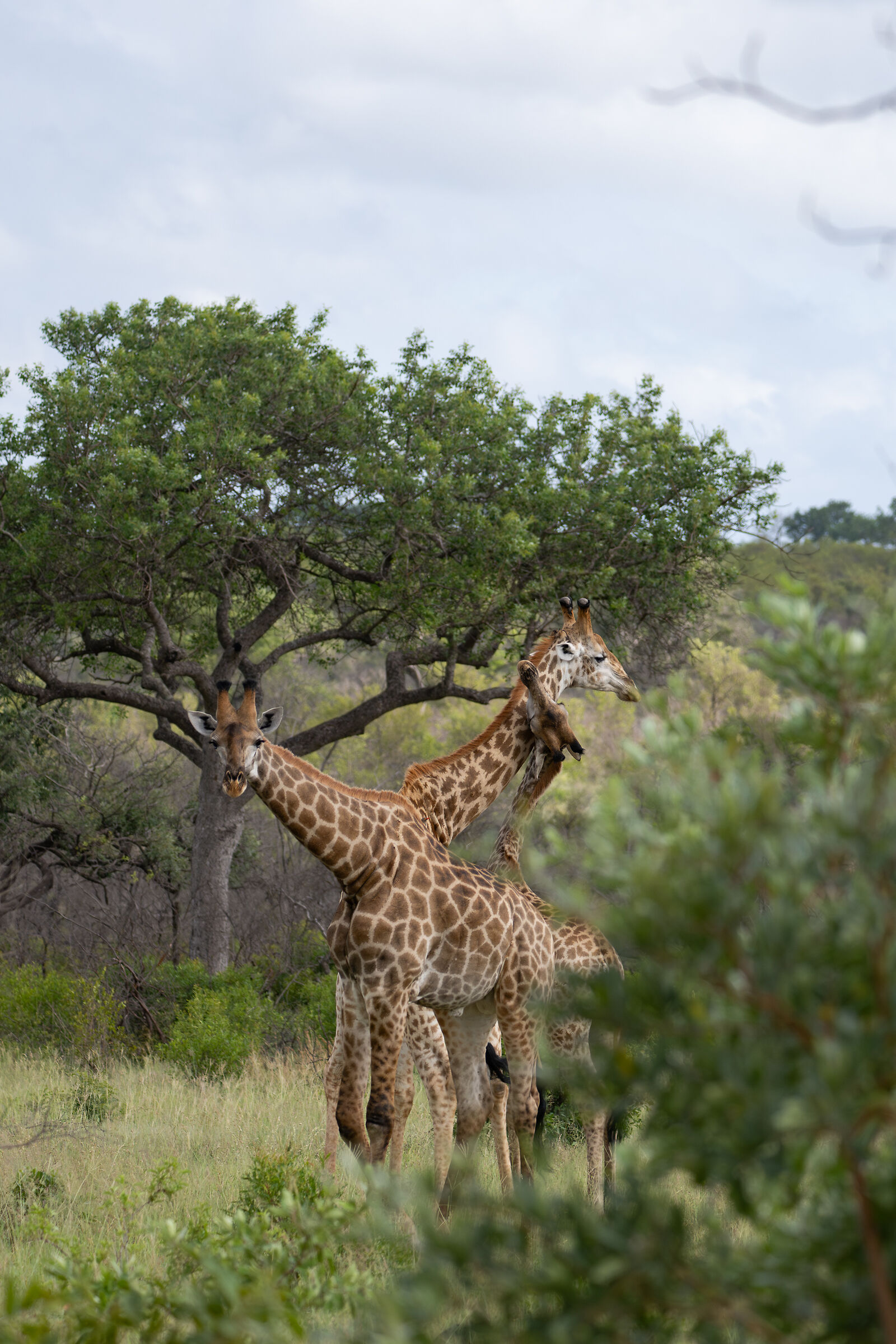 Giraffe......