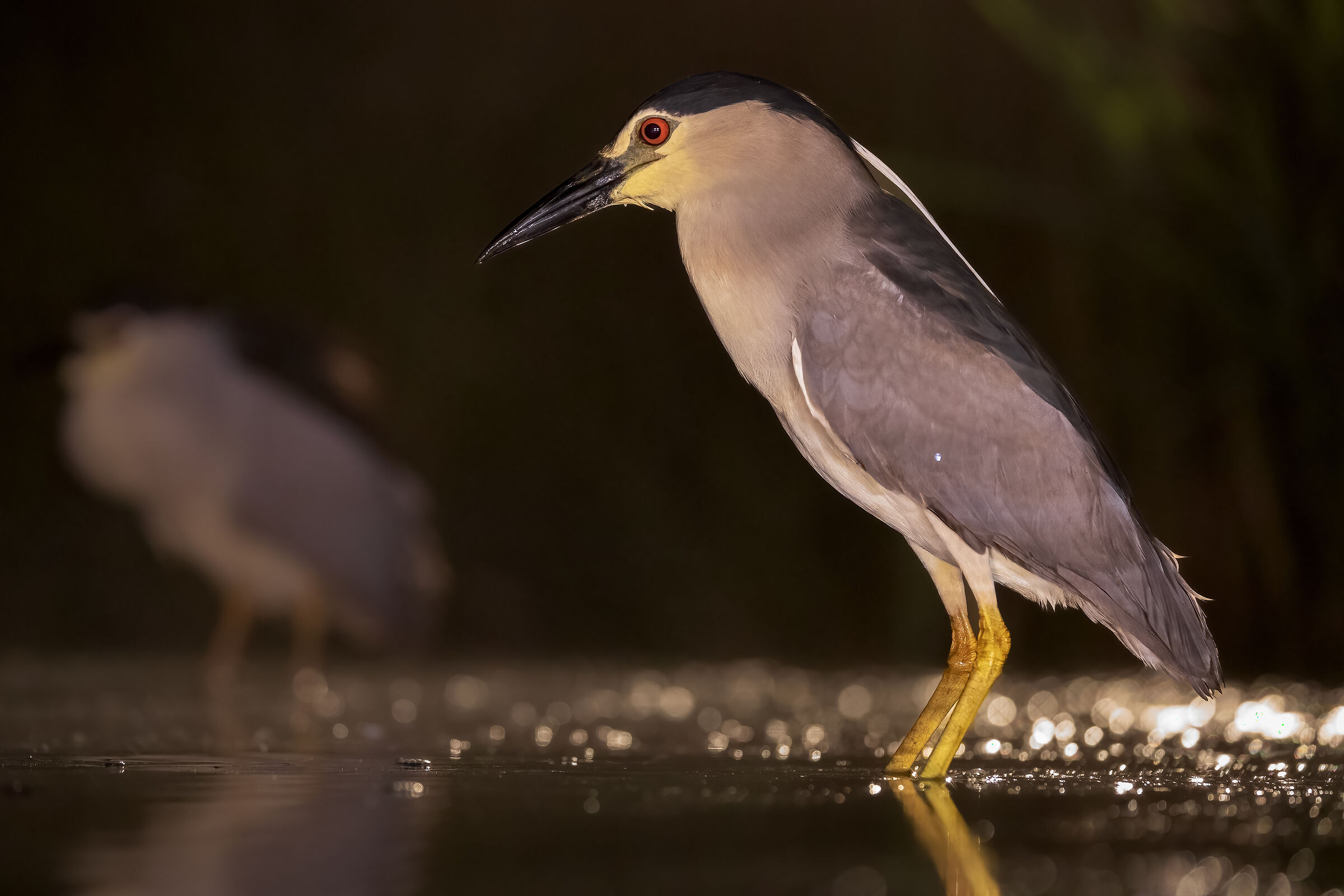 Nycticorax nycticorax...