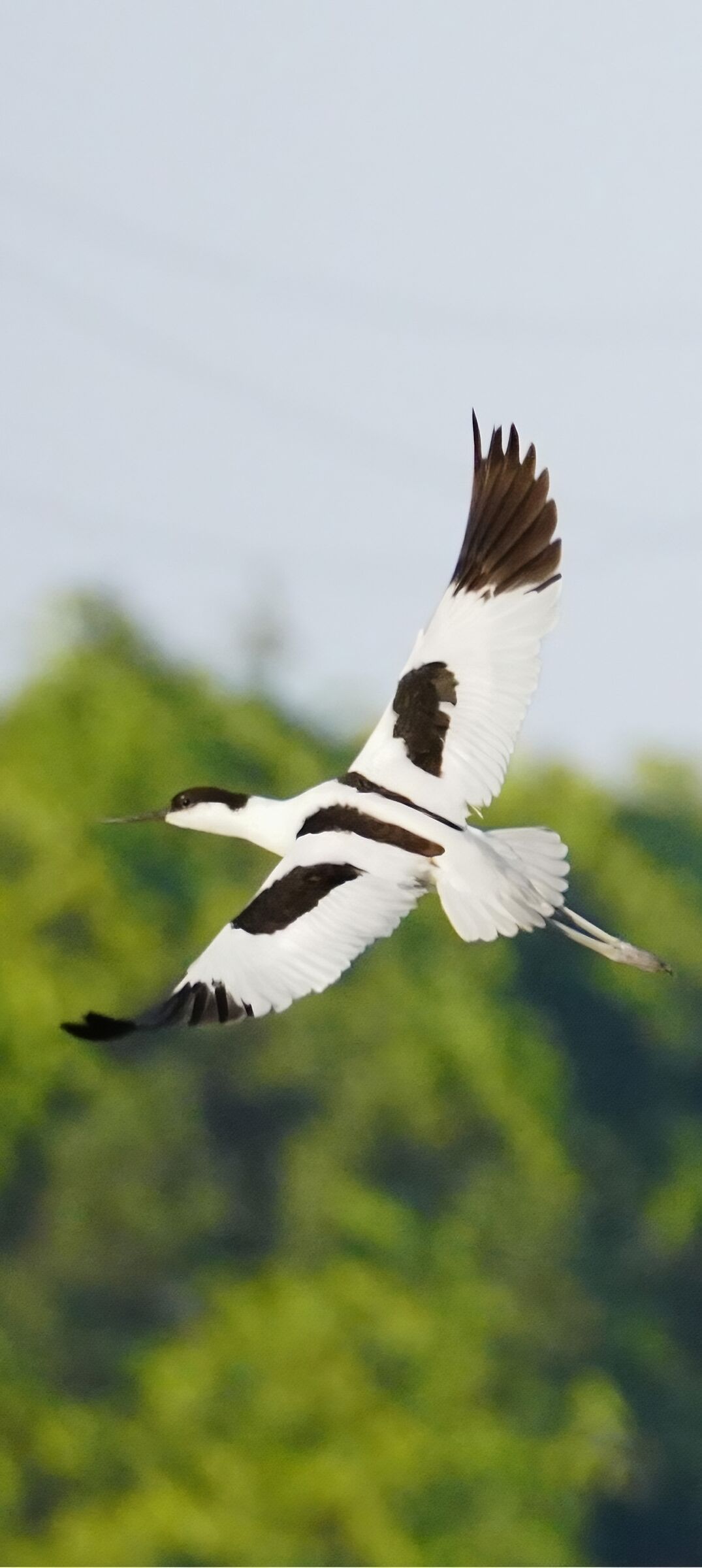 Avocetta...