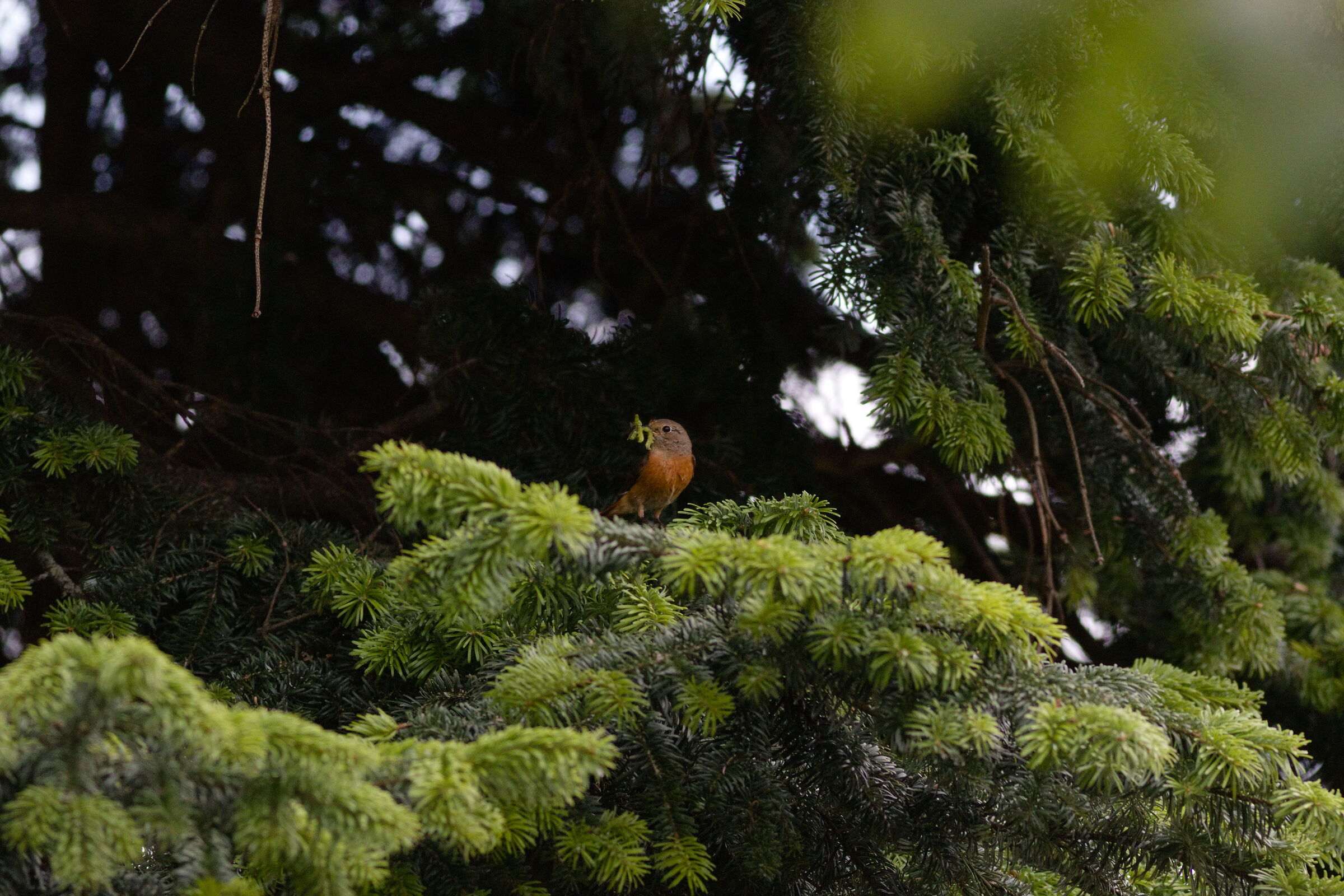 Snack among the fronds...