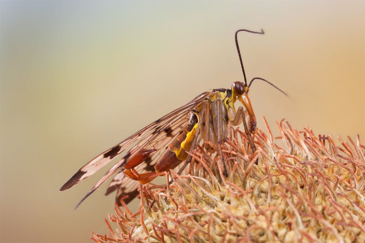 Mosca Scorpione / Panorpa communis...