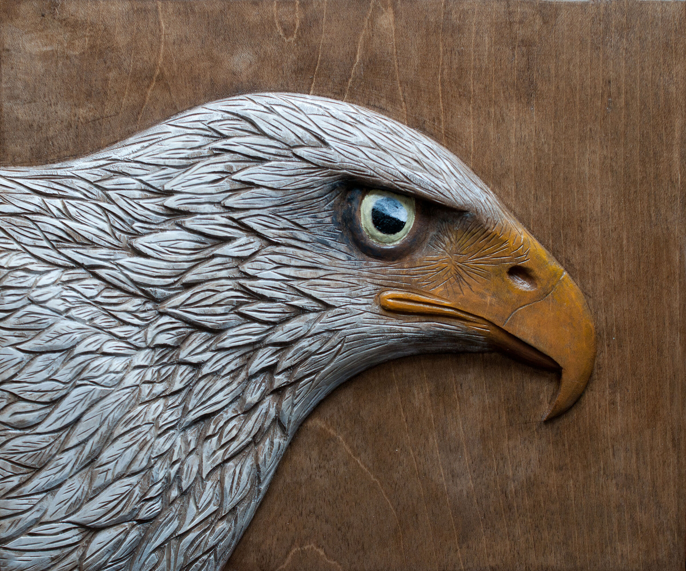 Aquila bianca......
