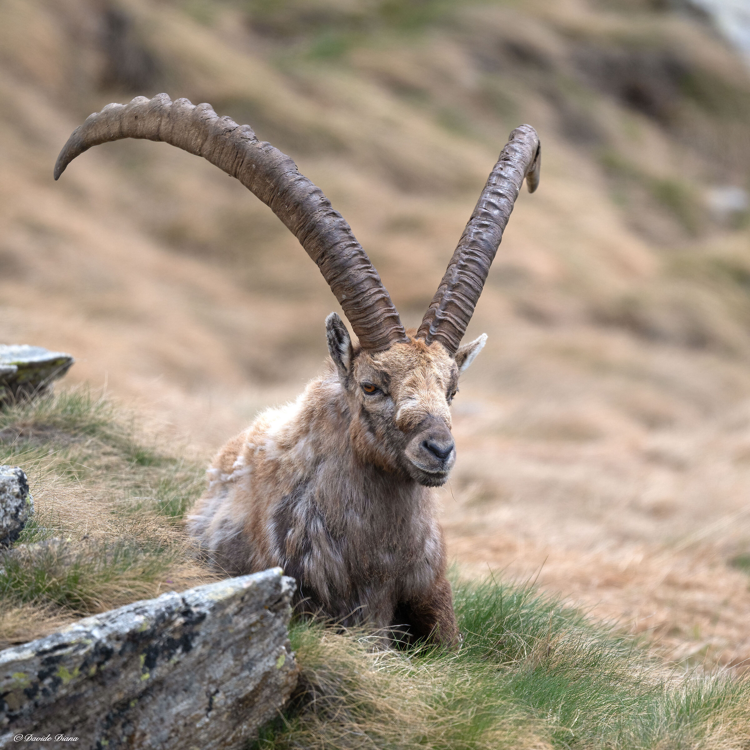 Stambecco - Parco Nazionale del Gran Paradiso...