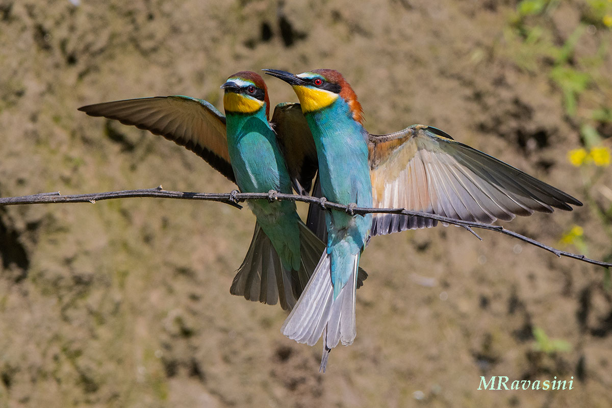 Bee-eaters...