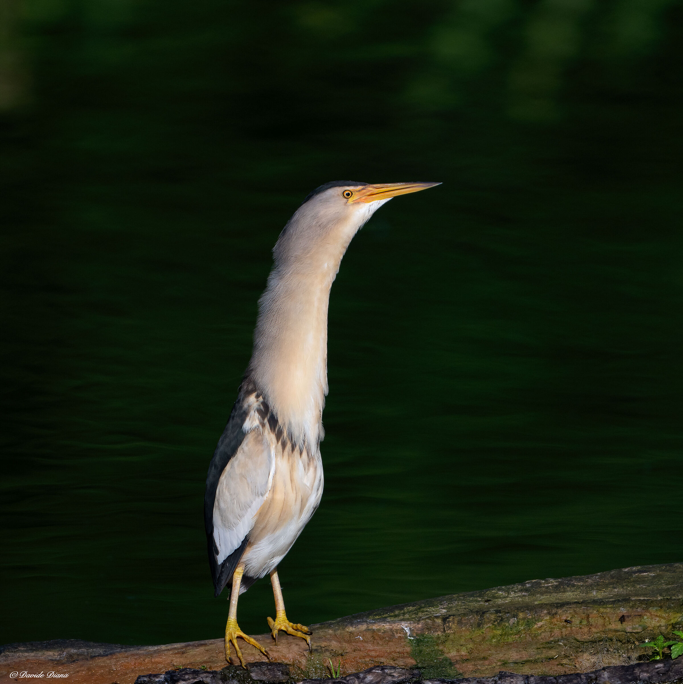 Little bittern...