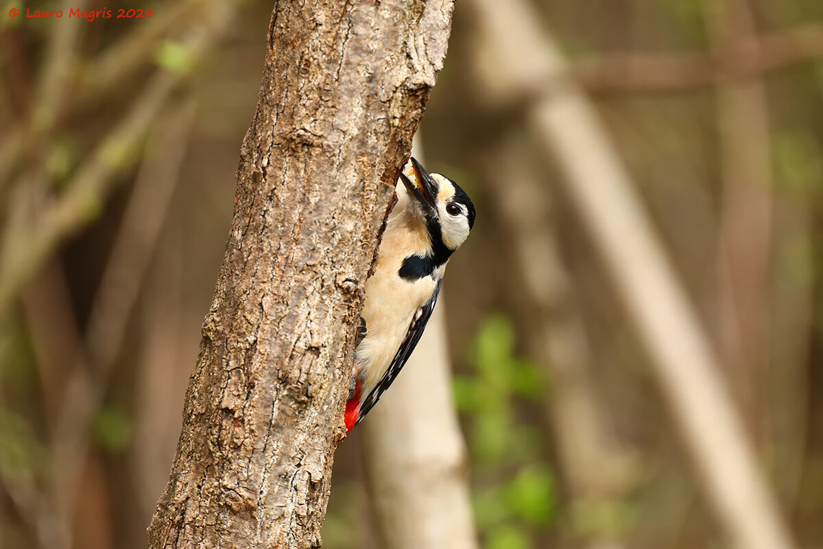 Dendrocopos major...