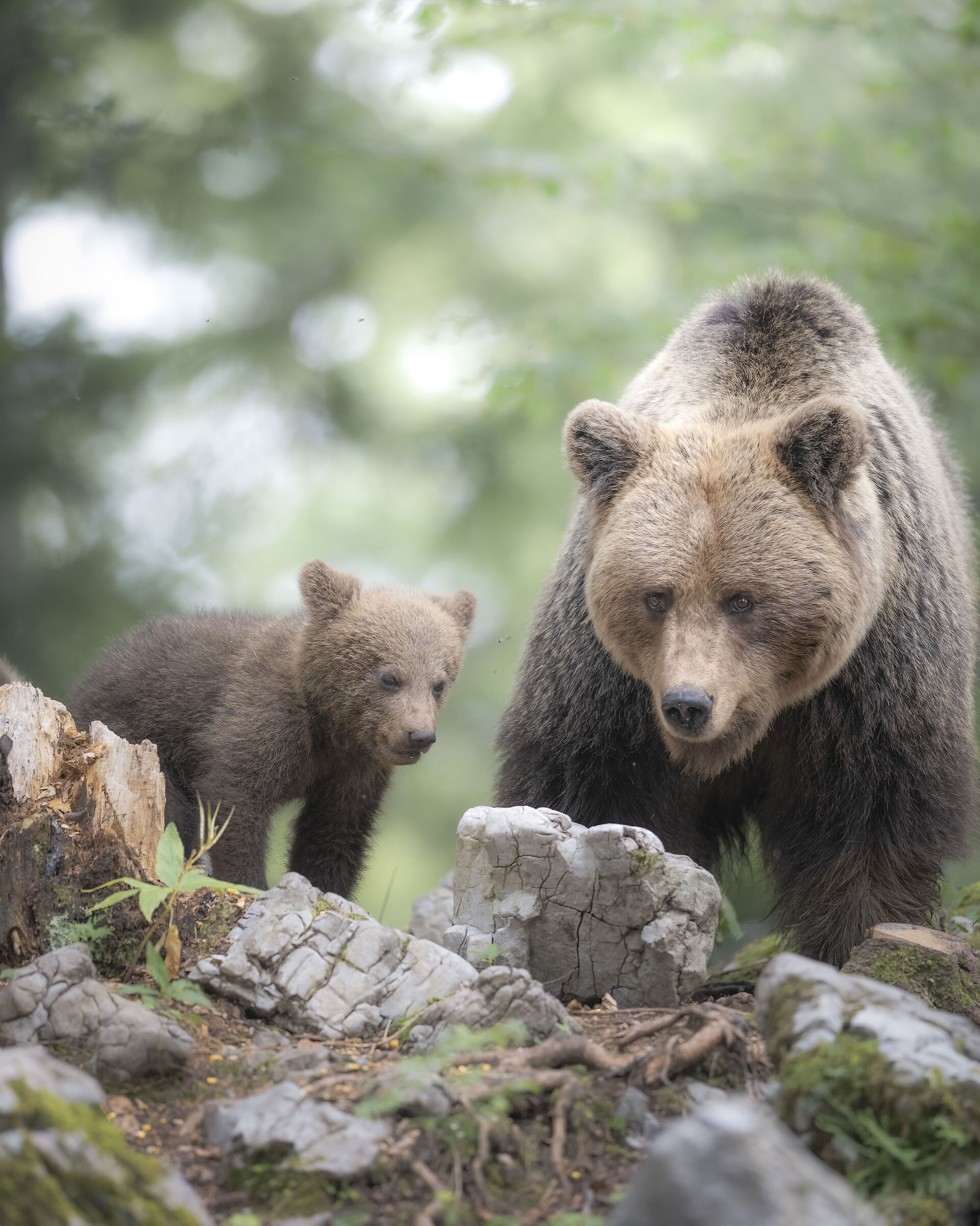 Mamma con cuccioli...