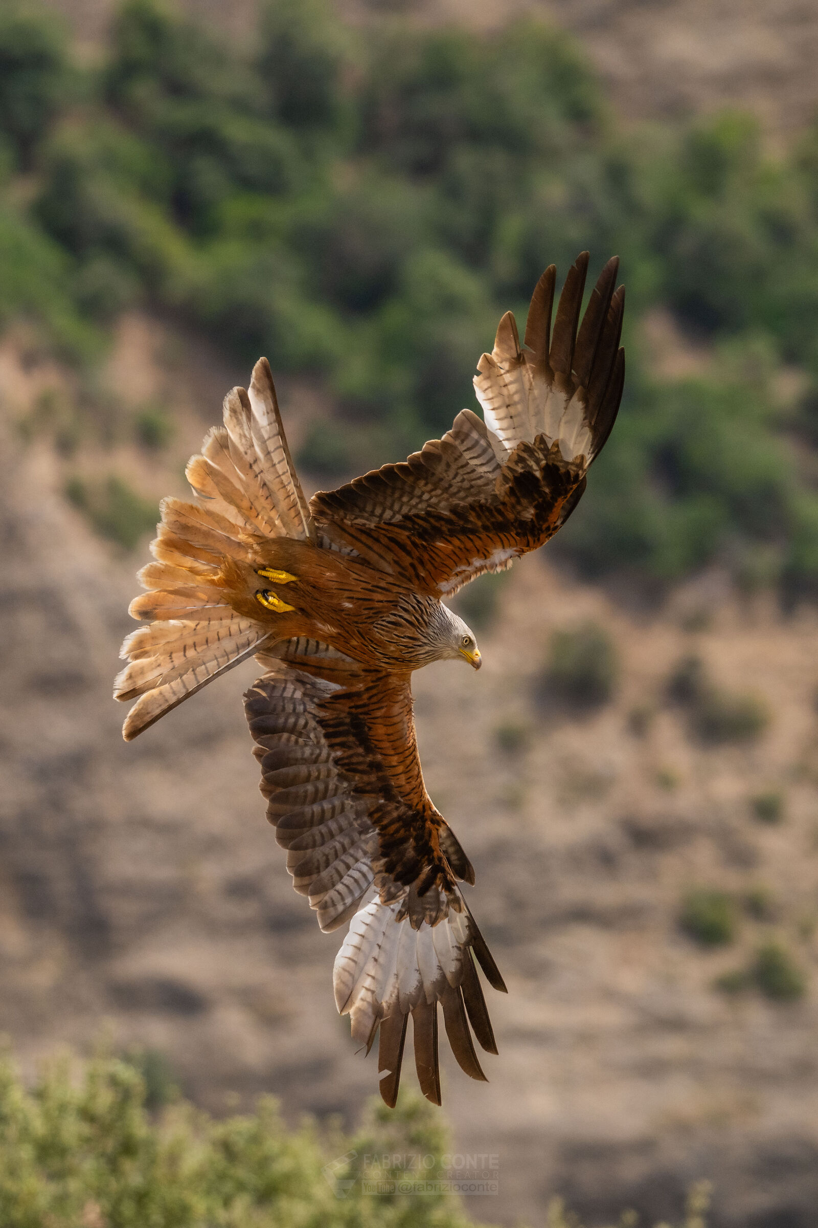 kite ...
