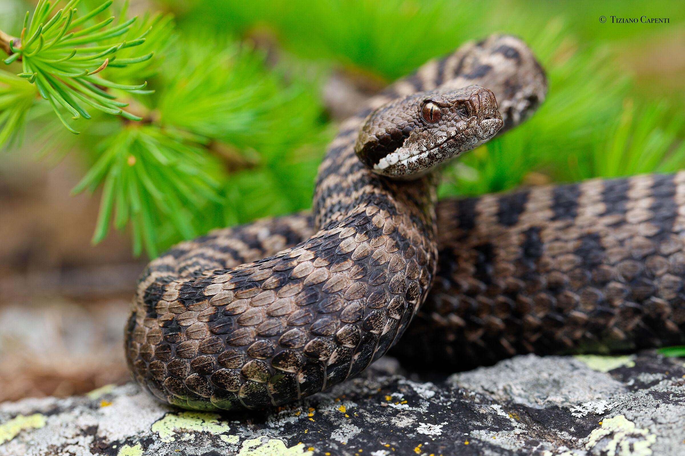 Vipera aspis aspis...