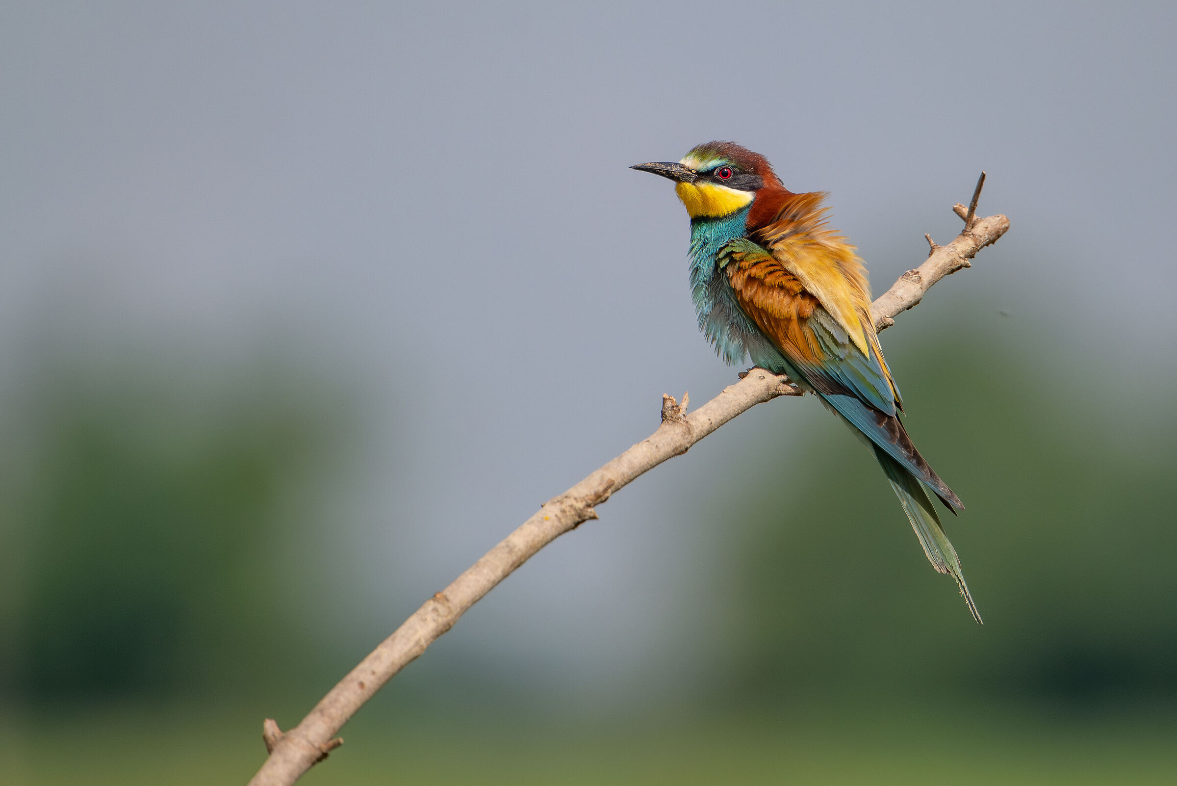 Bee-eater...