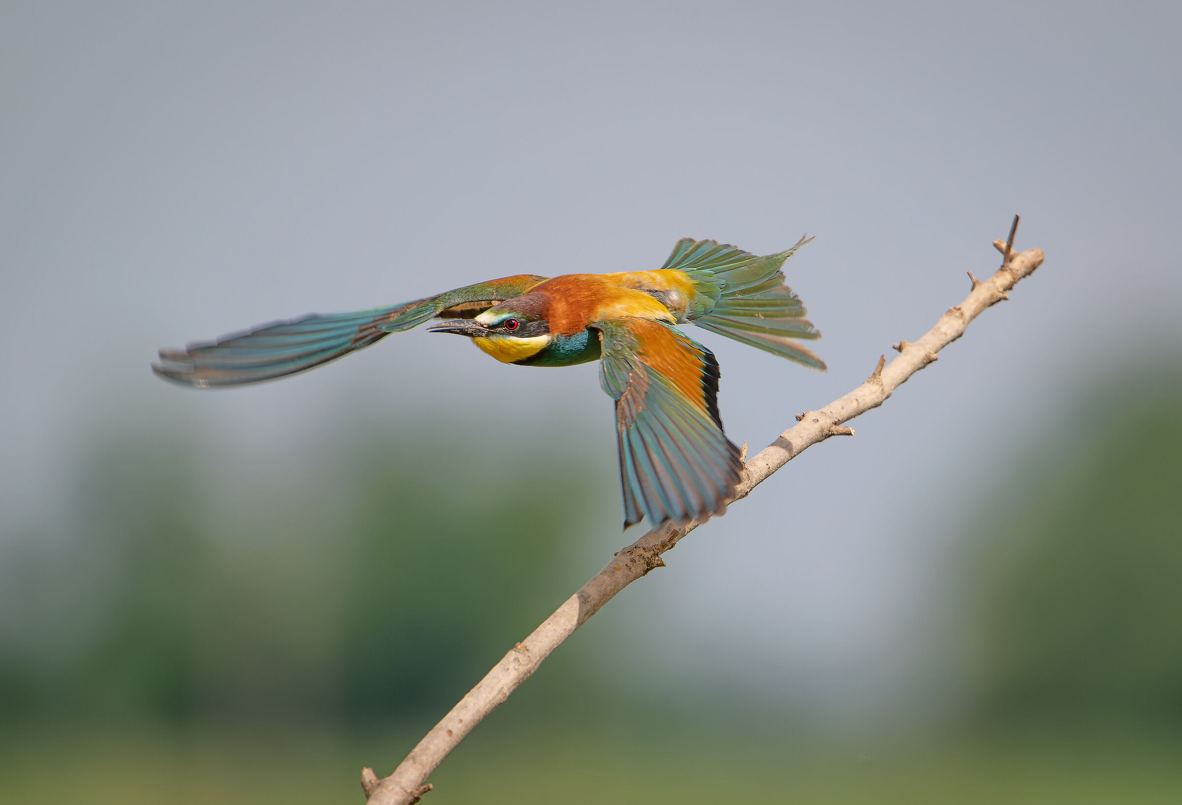 Bee-eater...