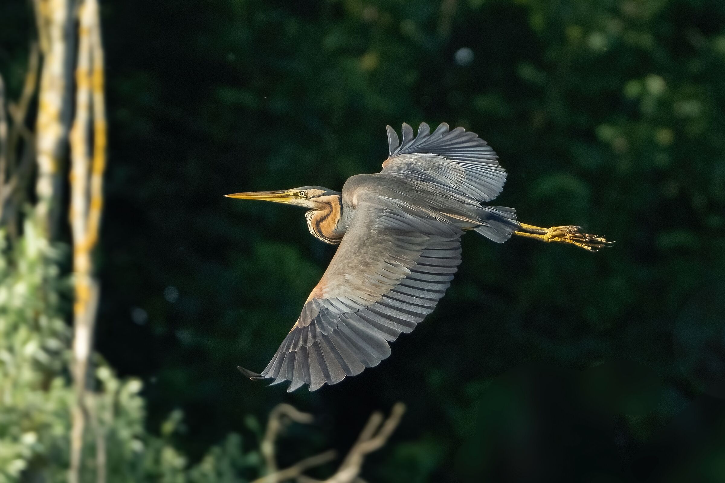 Purple Heron (Ardea purpurea)...