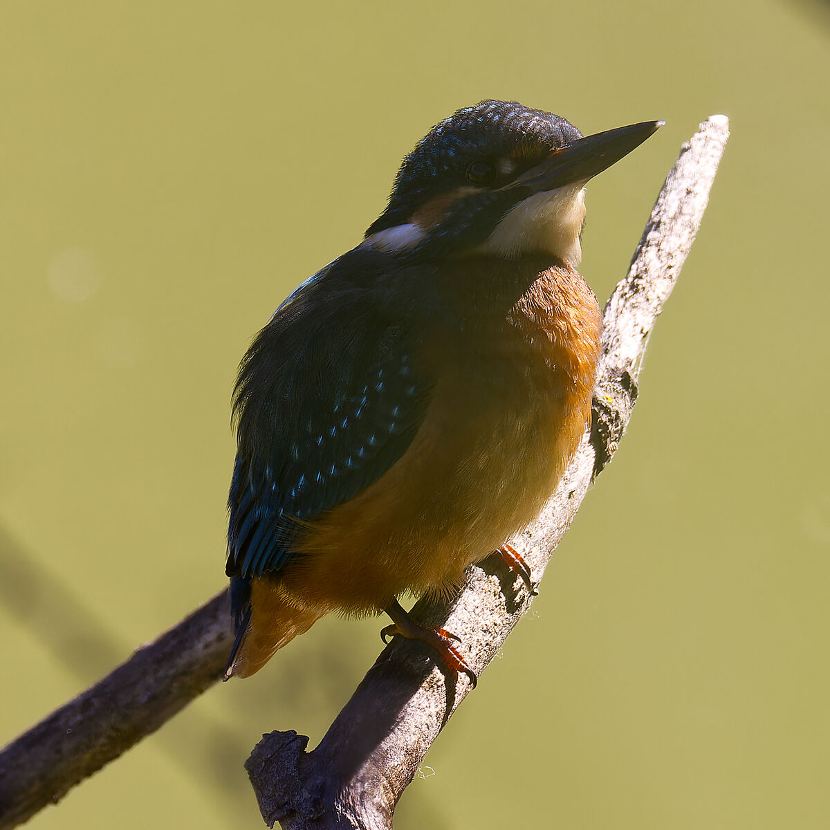 Kingfisher...