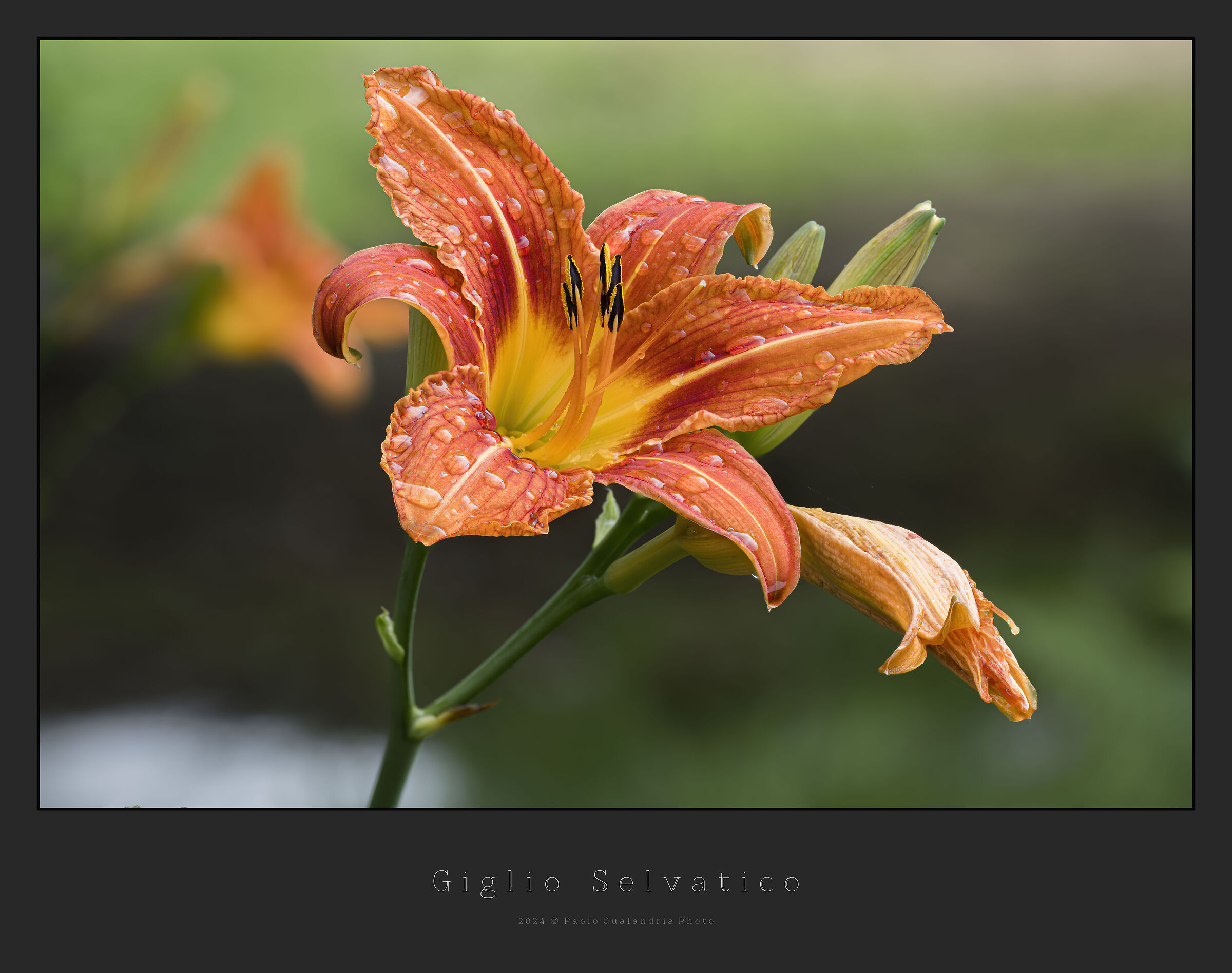 Wild Lily...