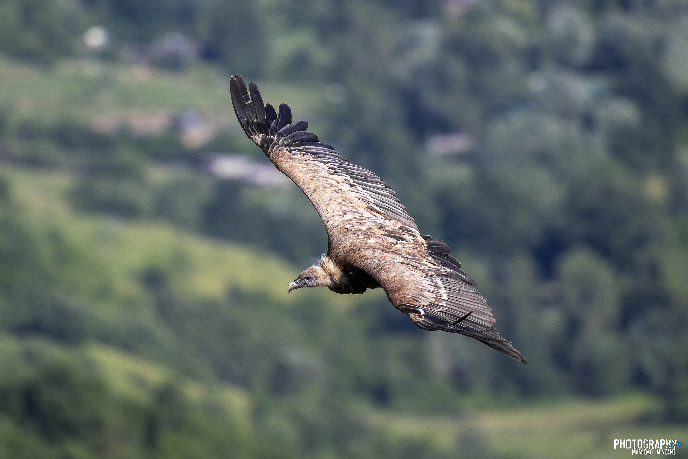 soaring in the sky....