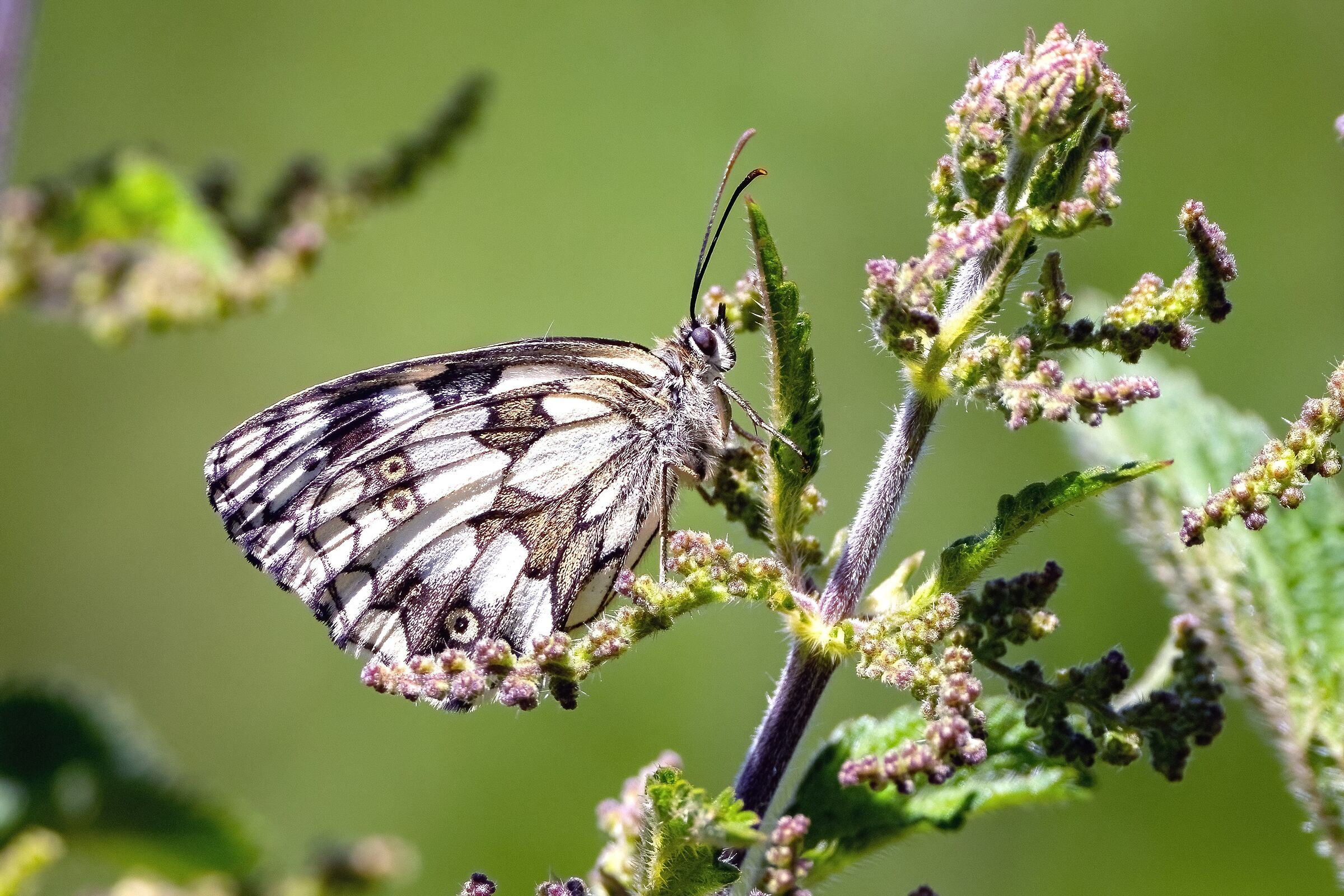 Melanargia galathea....