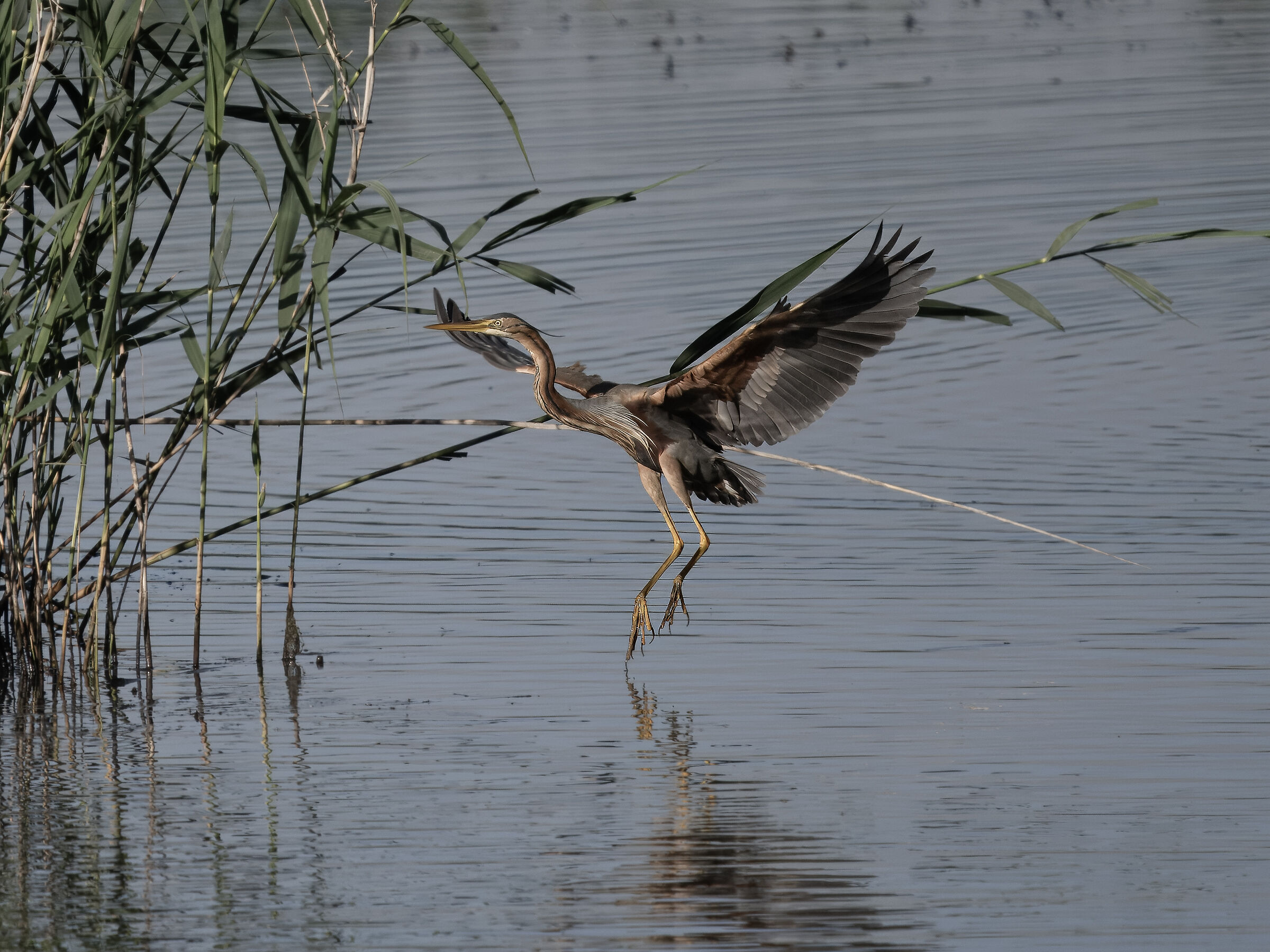 Purple heron ...