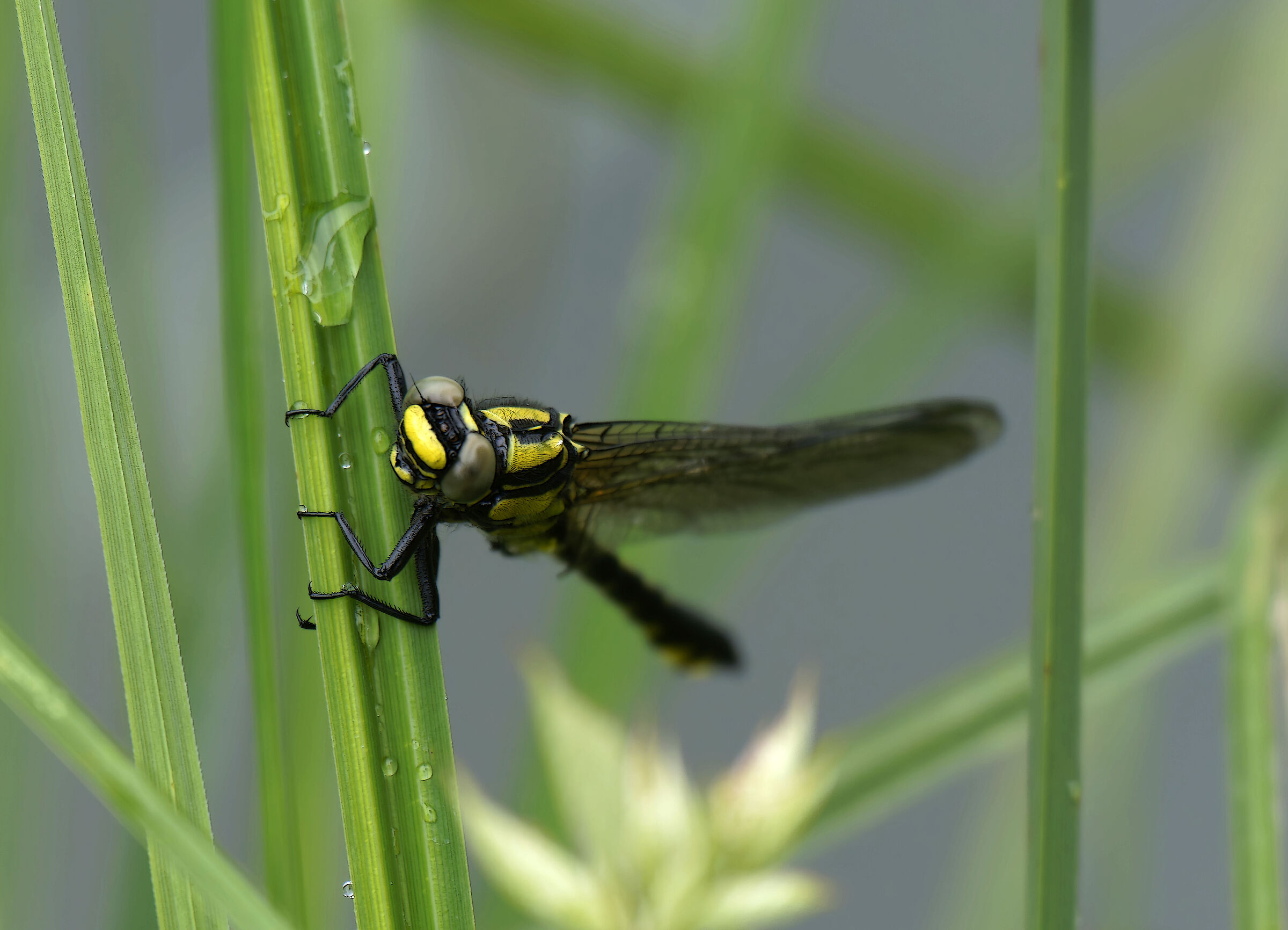 Dragonfly...