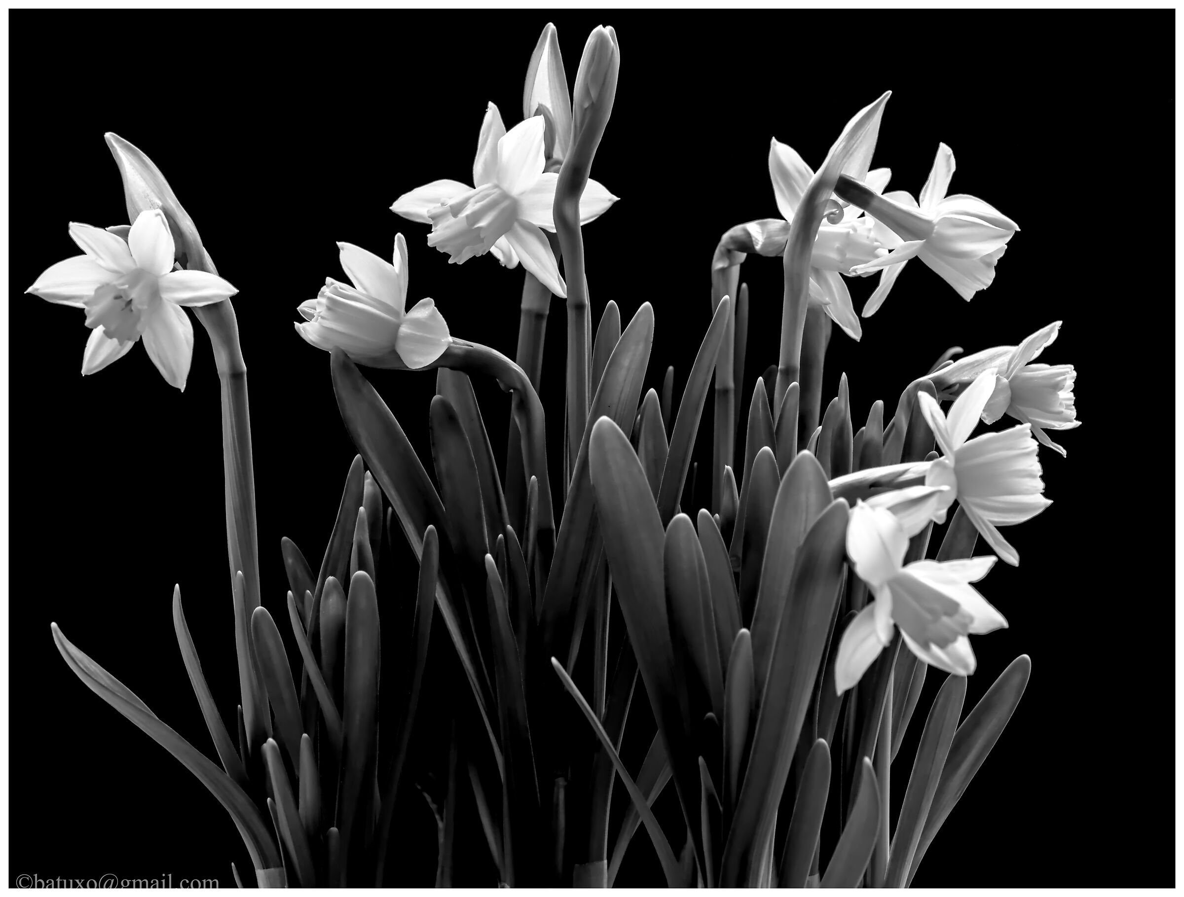 Narciso...