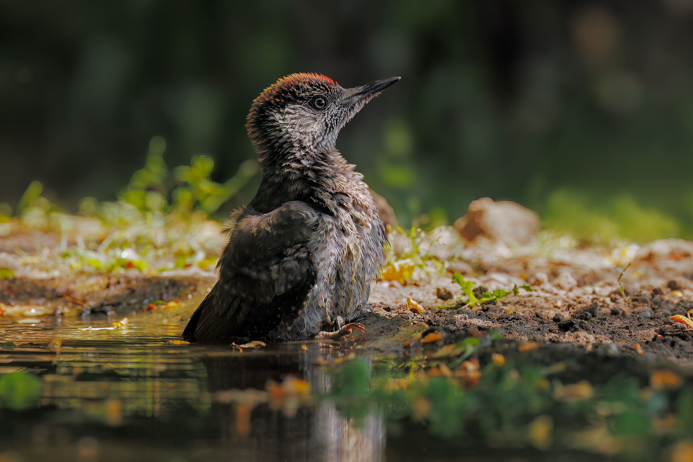 Young Green Woodpecker...