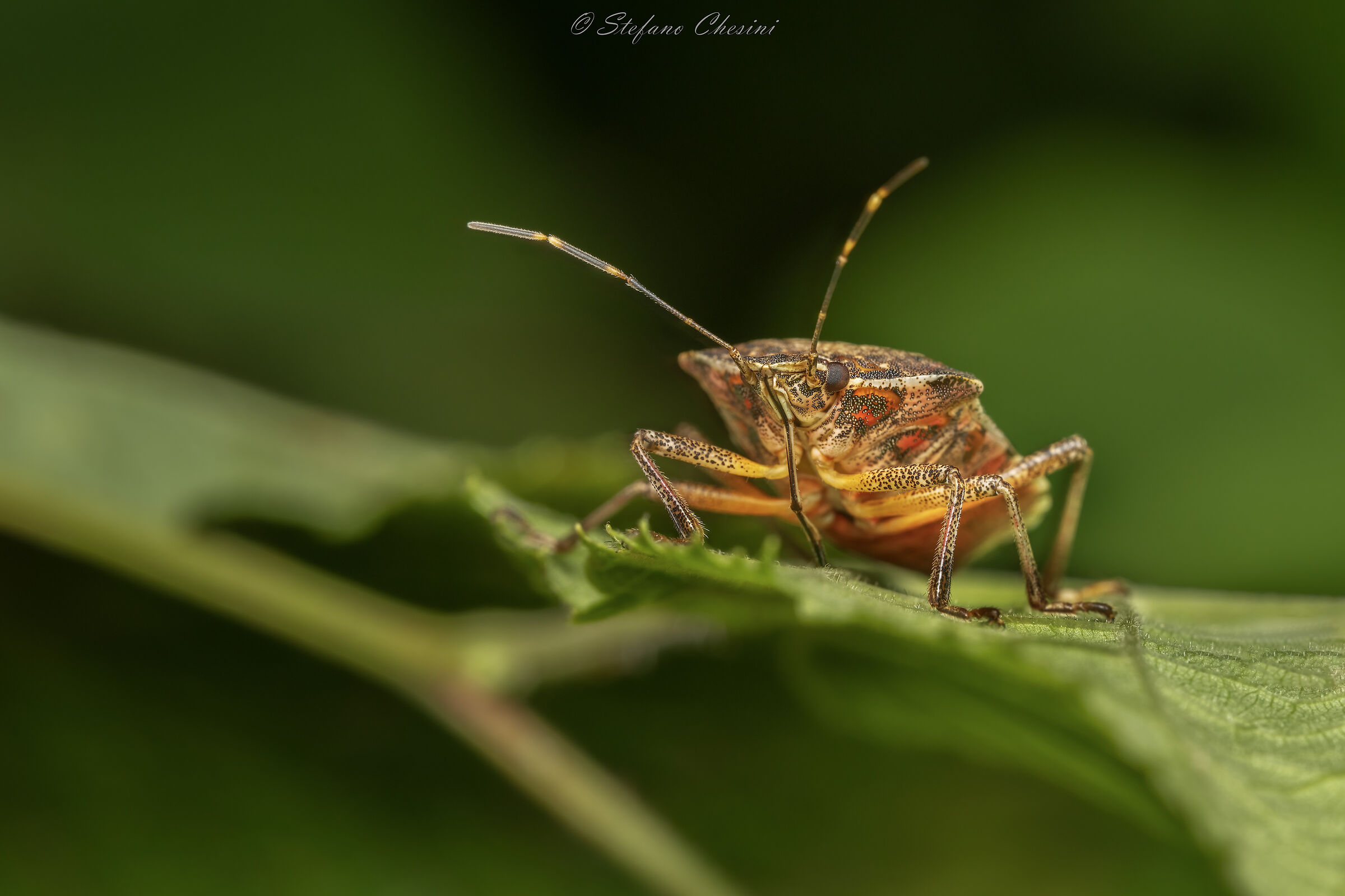 Cimice asiatica...