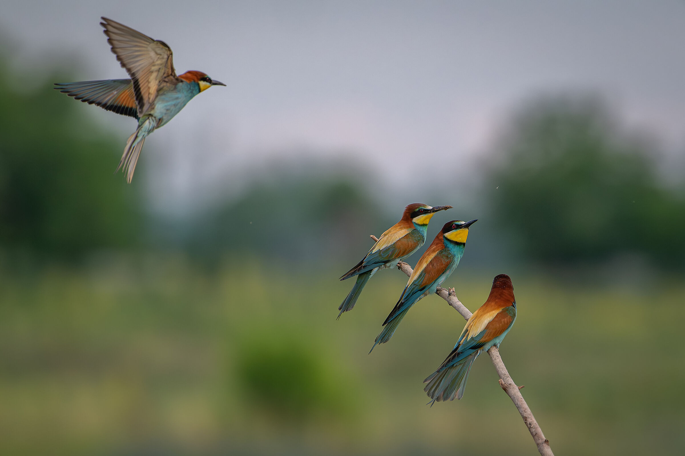 Bee-eaters...