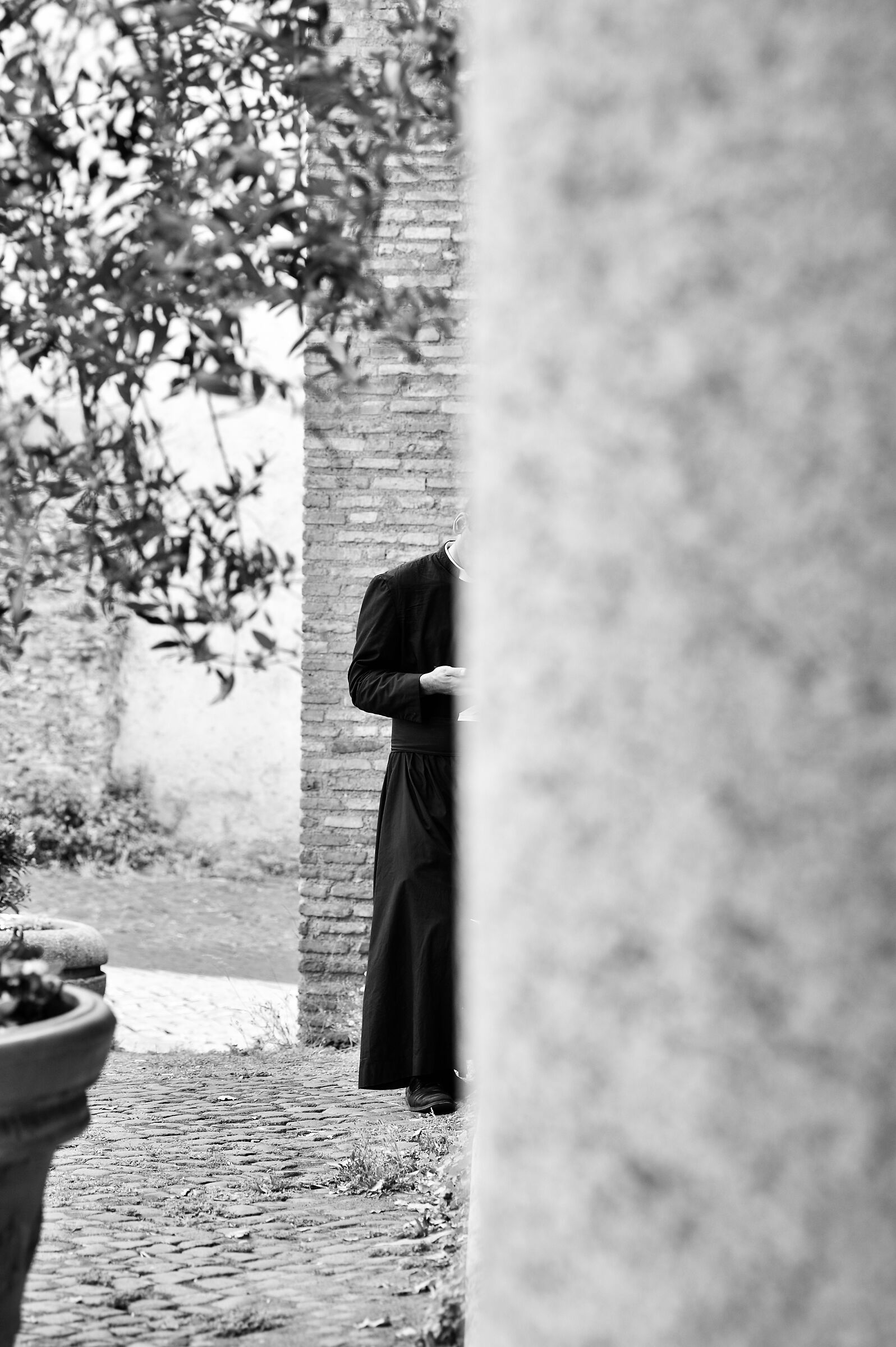 foglie di rovi...