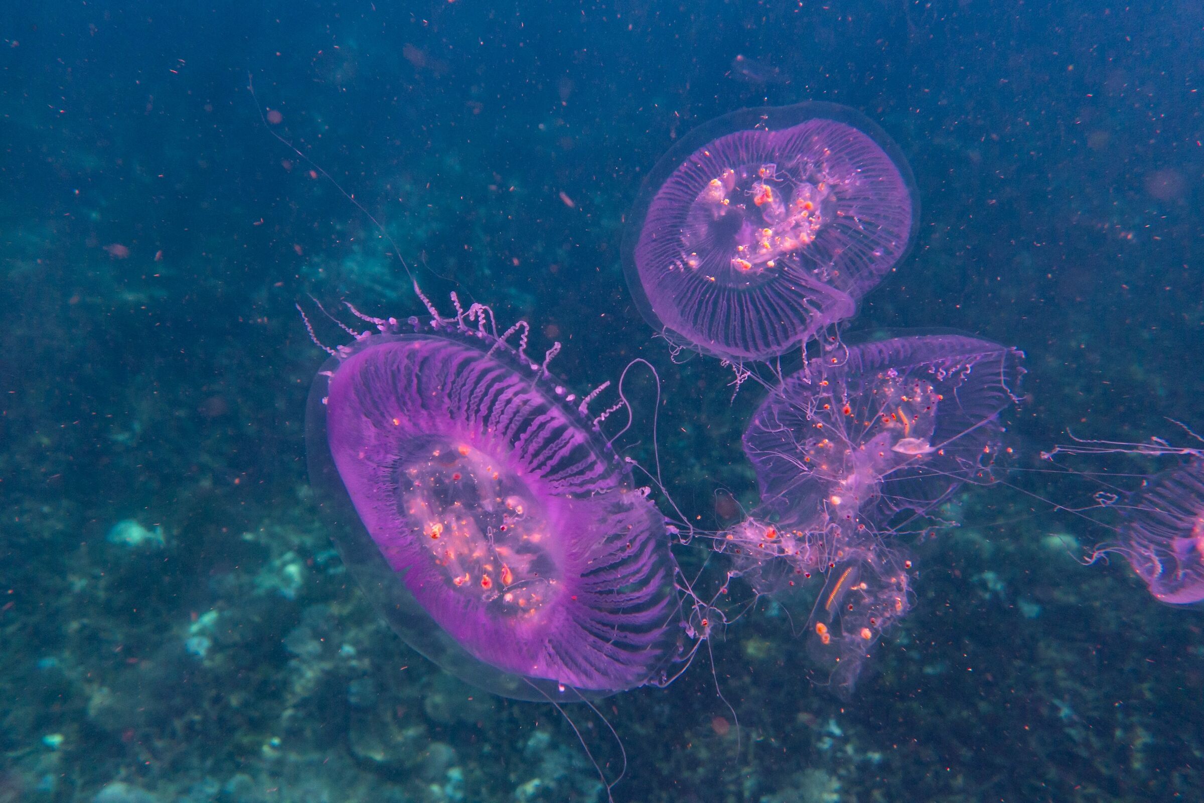 Jellyfish at nosy Fanny...