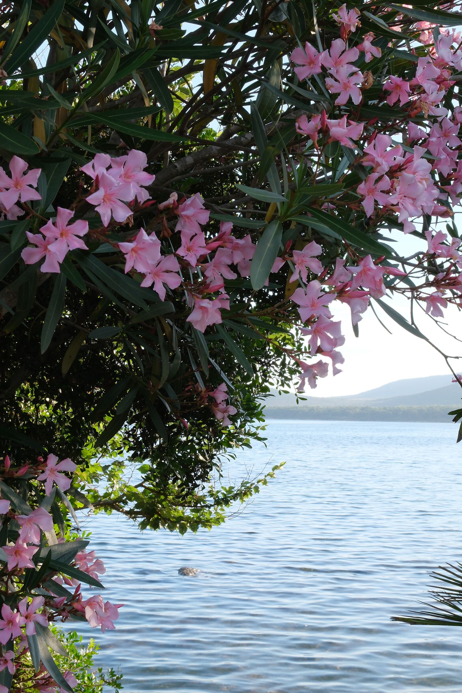 The sea among the oleanders...
