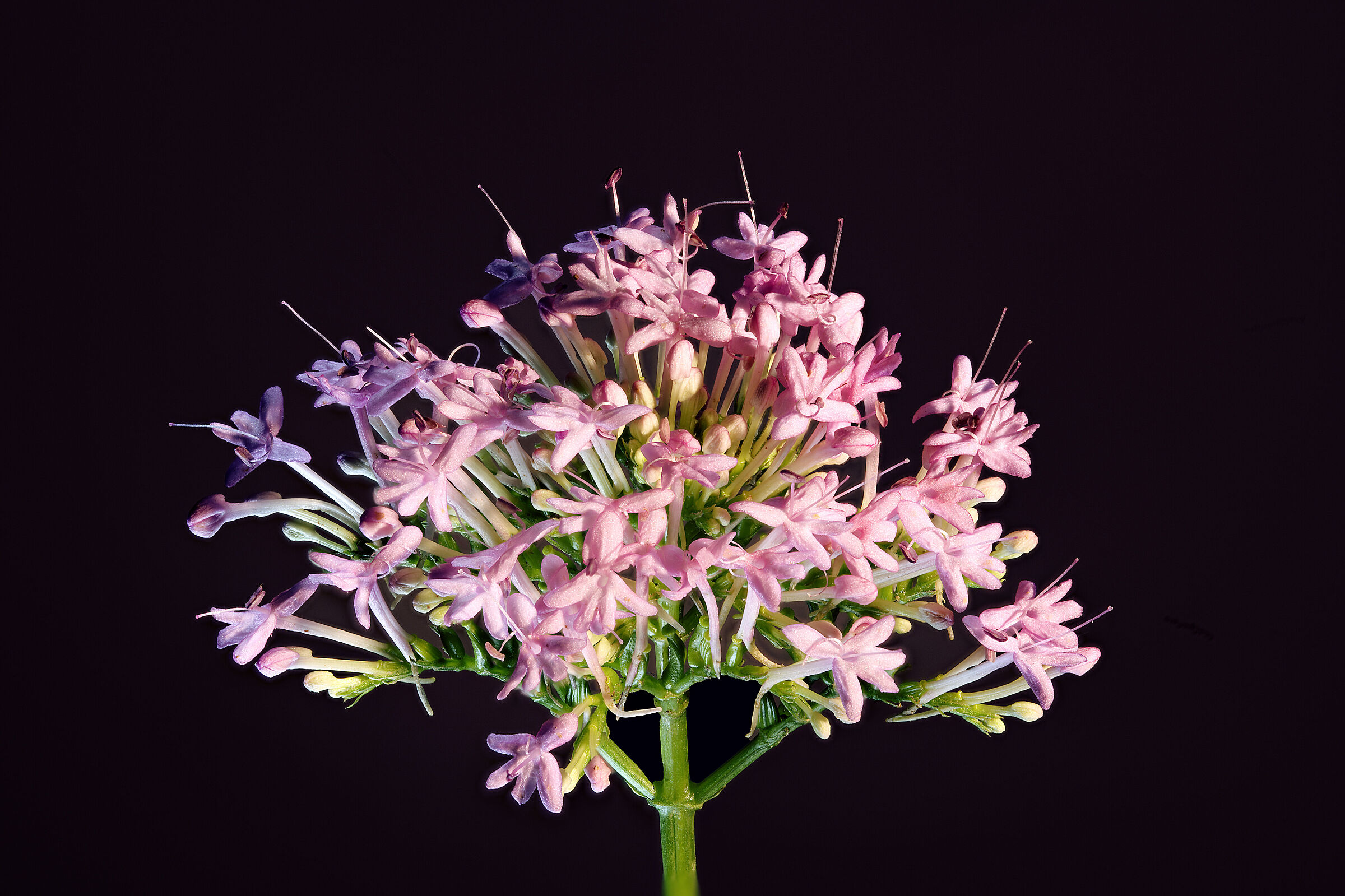 Red Valerian......