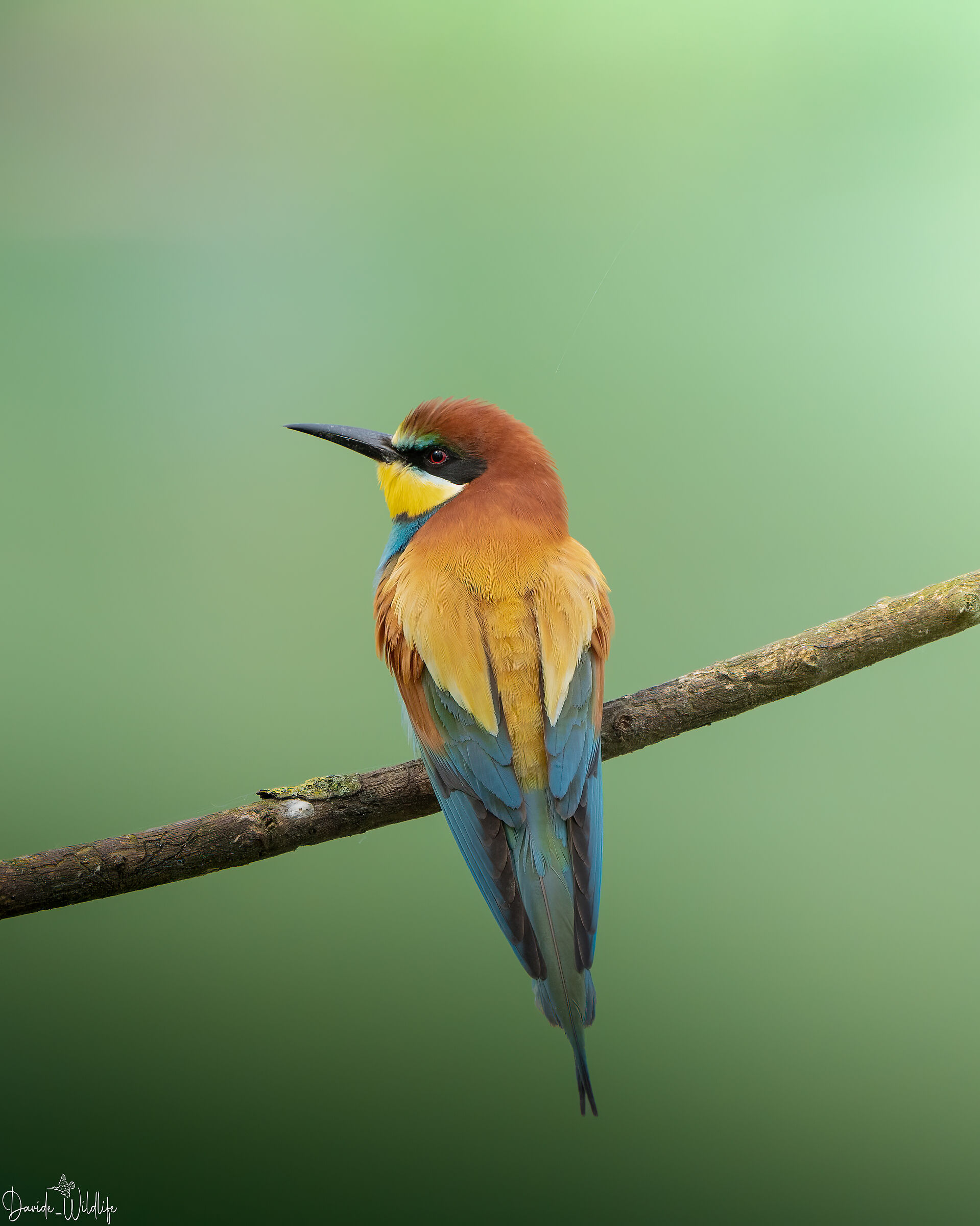 bee-eater ...