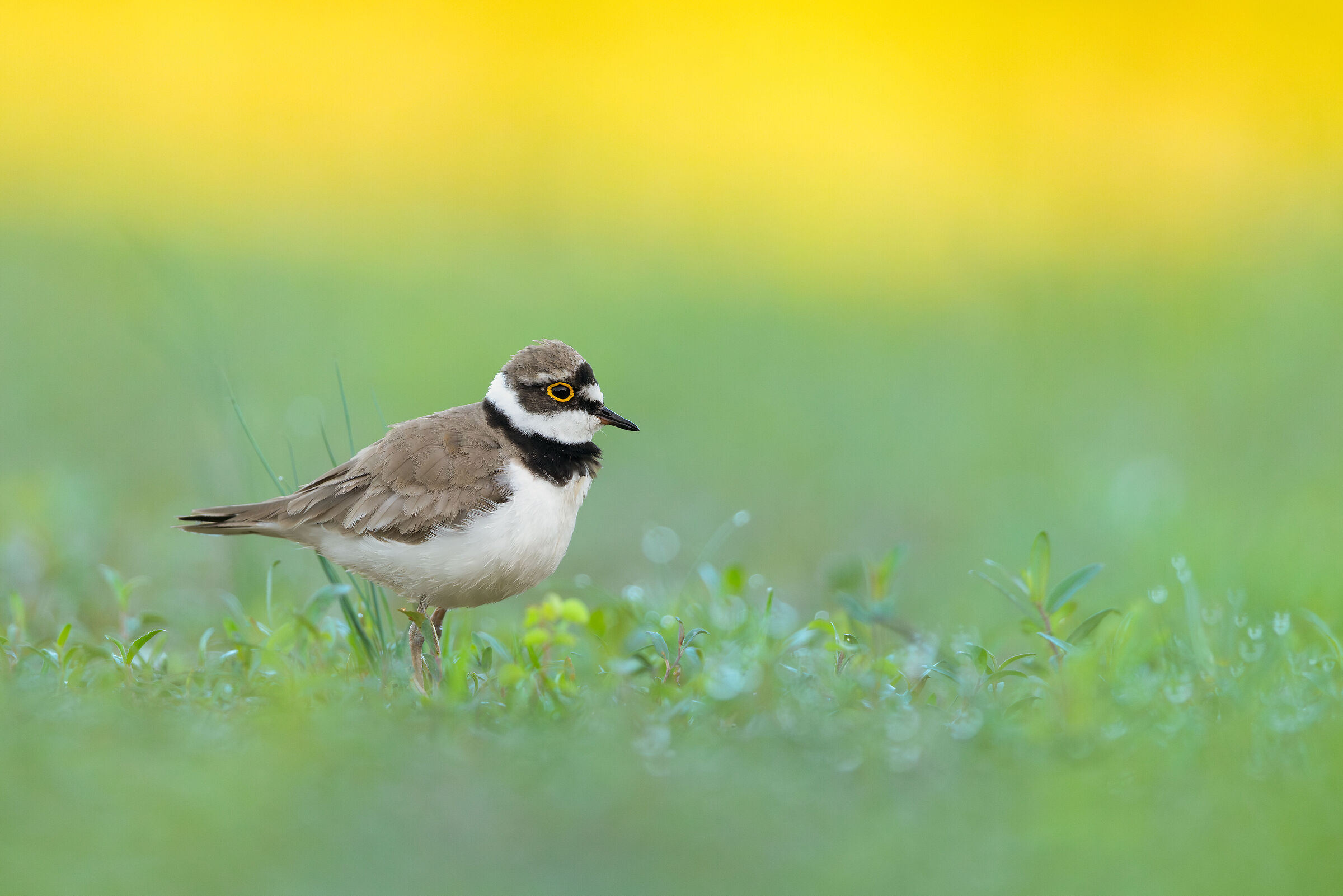 Little ringed plover...