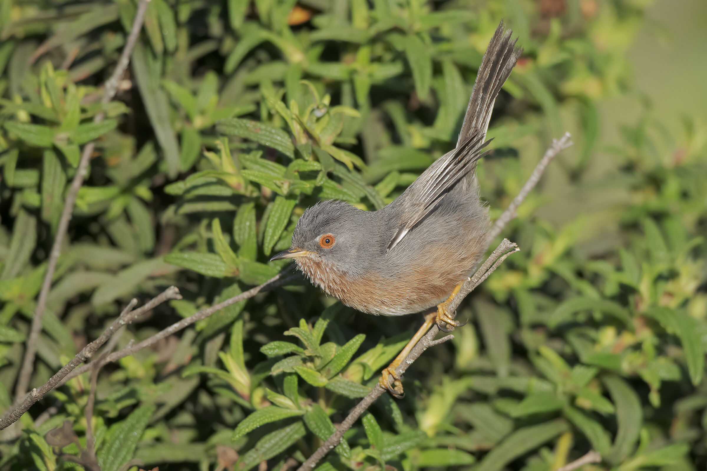 Common Magnanina...