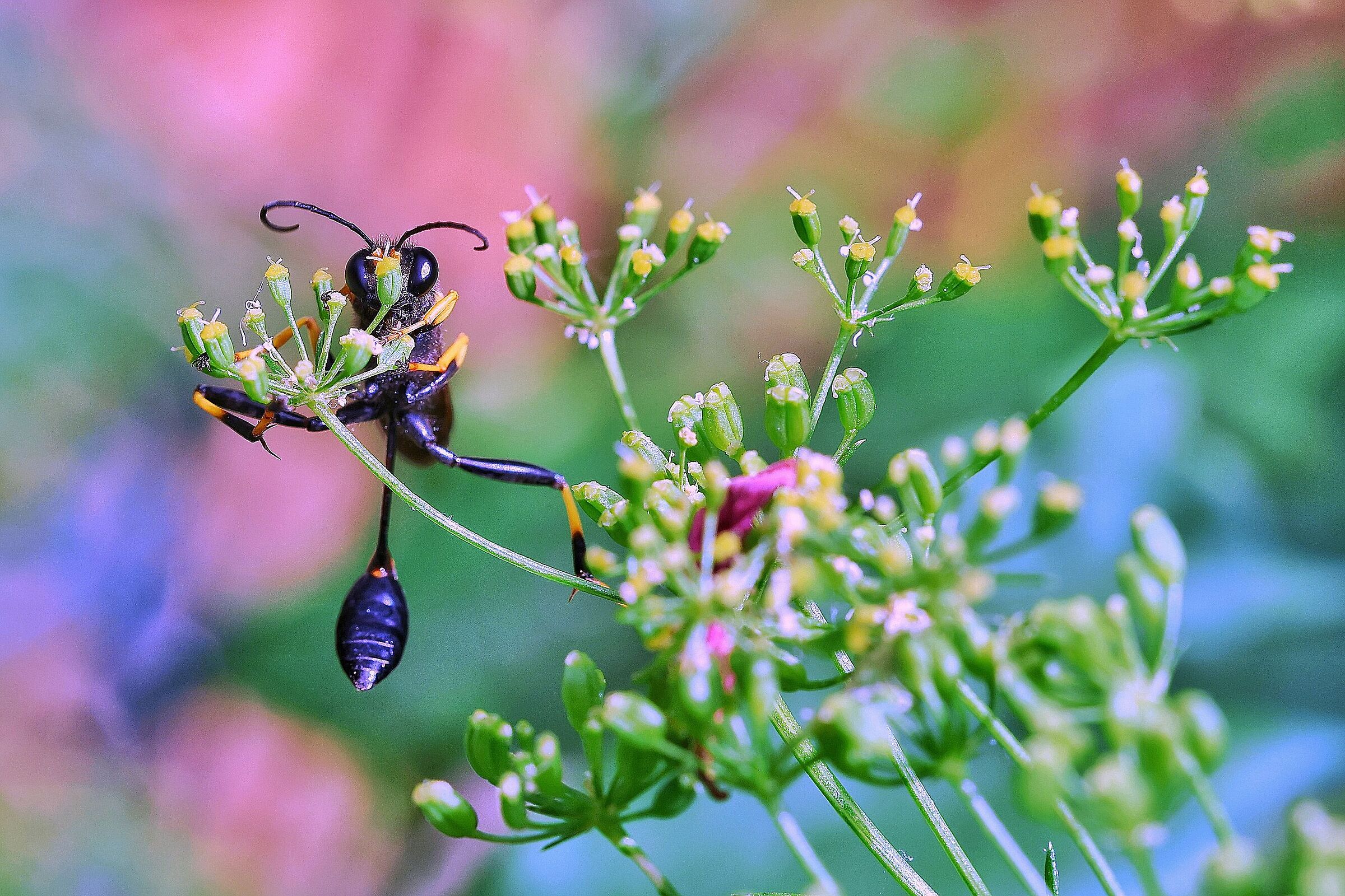 Sceliphron caementarium...