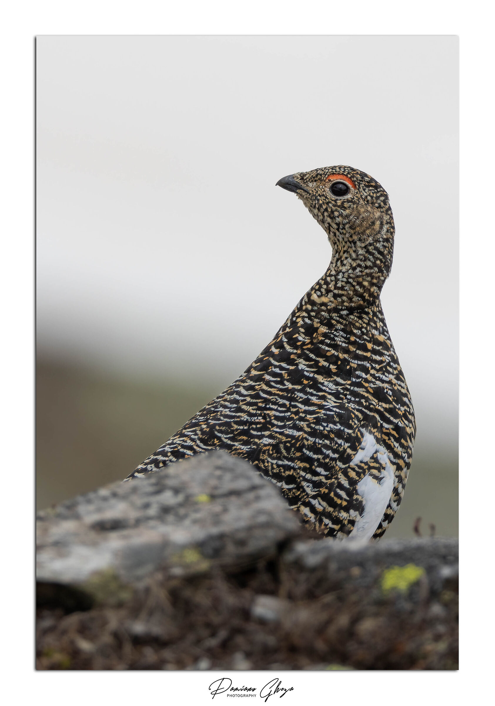 Ptarmigan (F)...