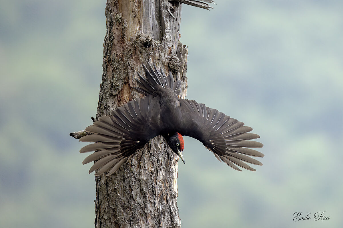 Black woodpecker...