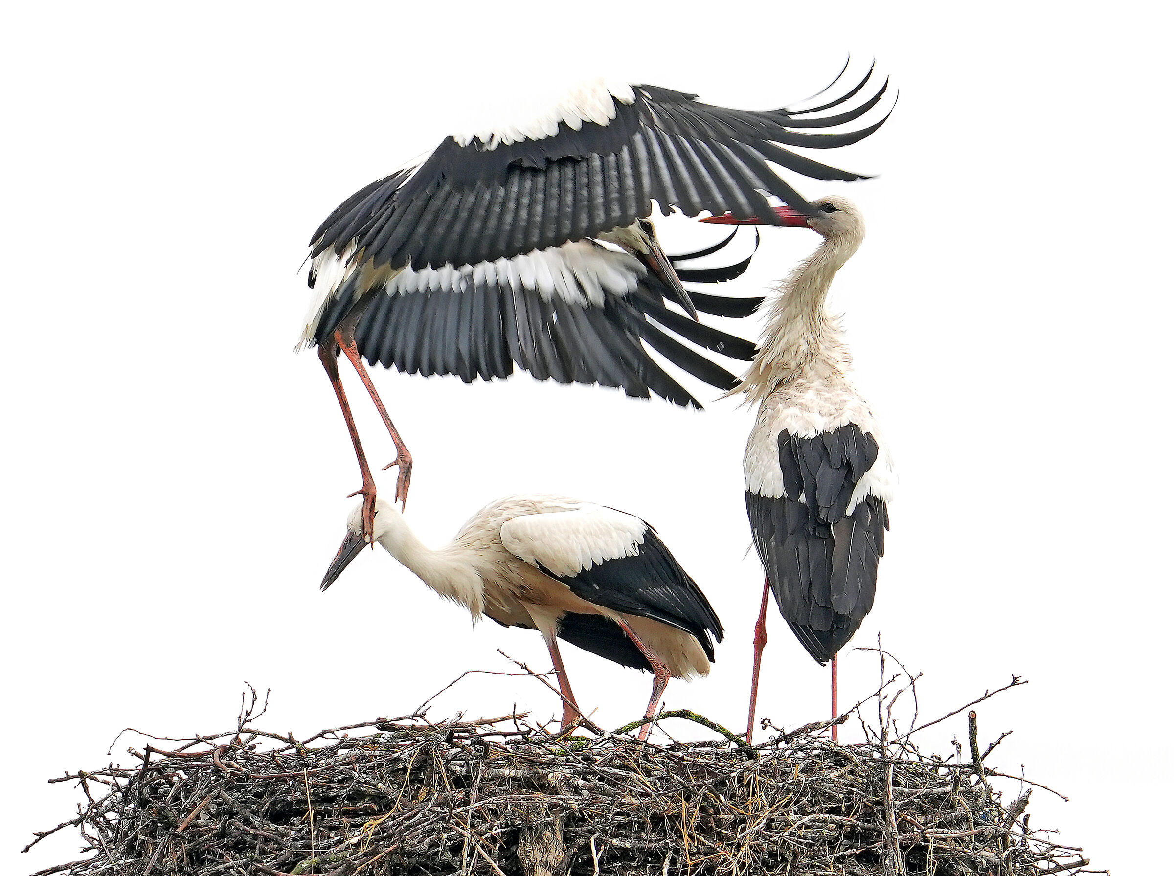 Flying Lesson...