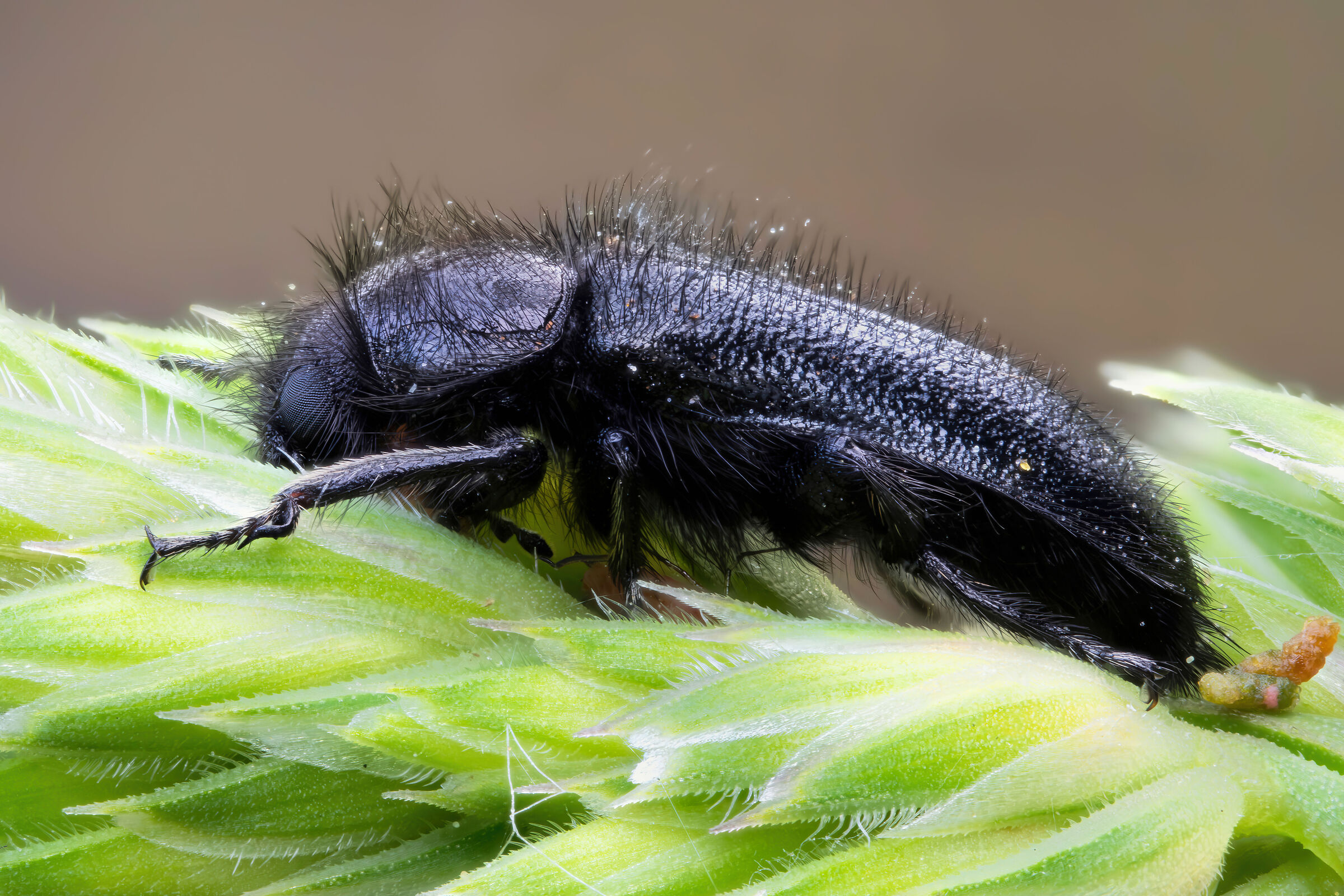 Enicopus sp....