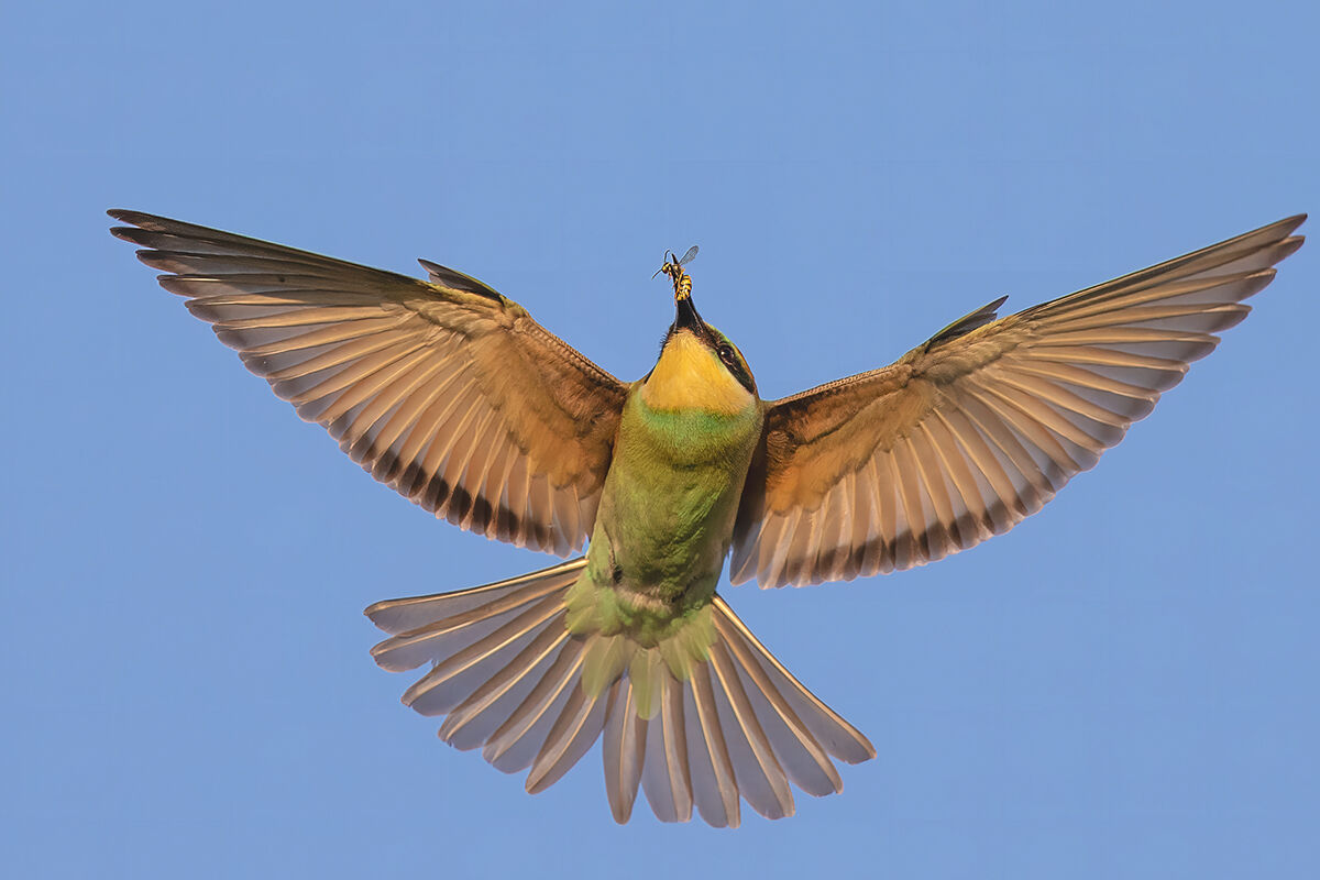 Merops apiaster...