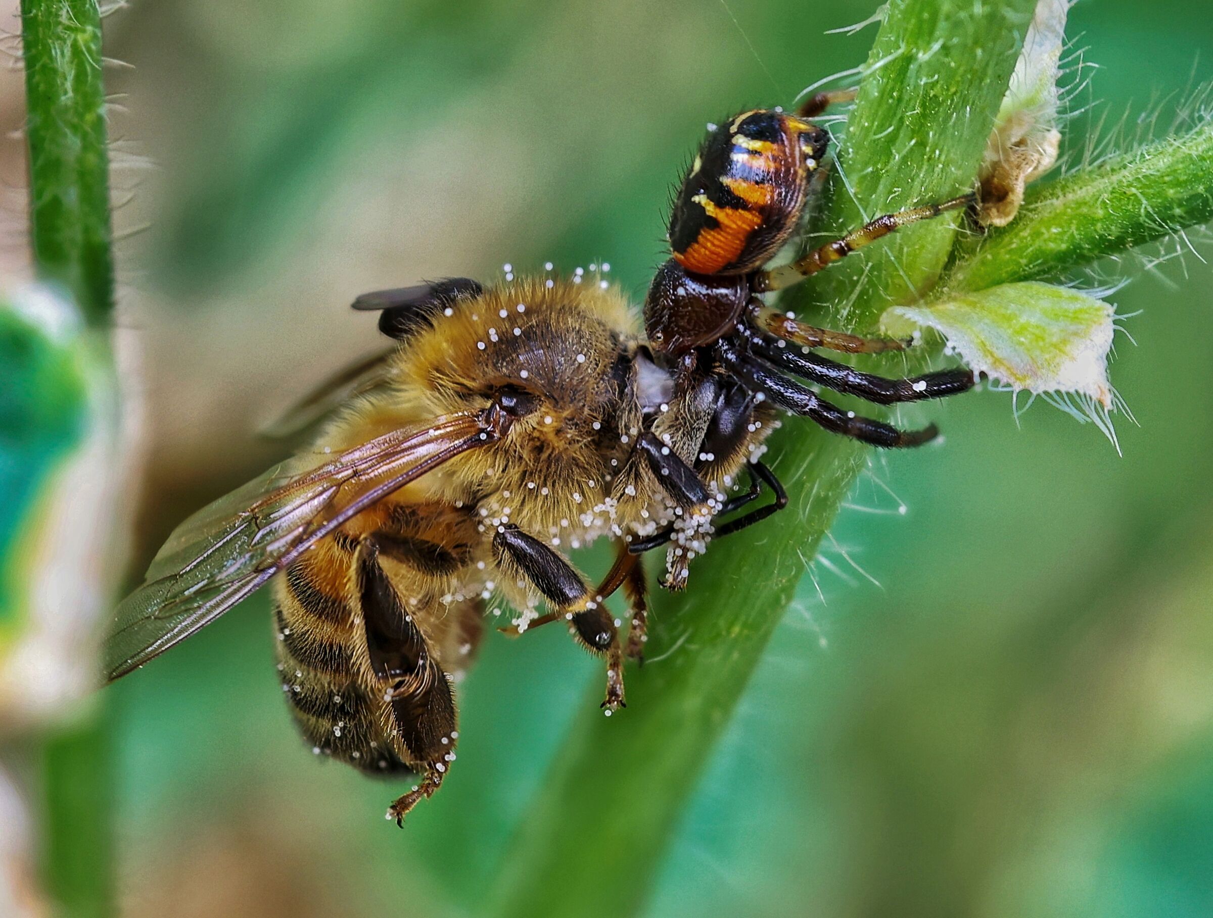 Synema globosum e Apis mellifera...