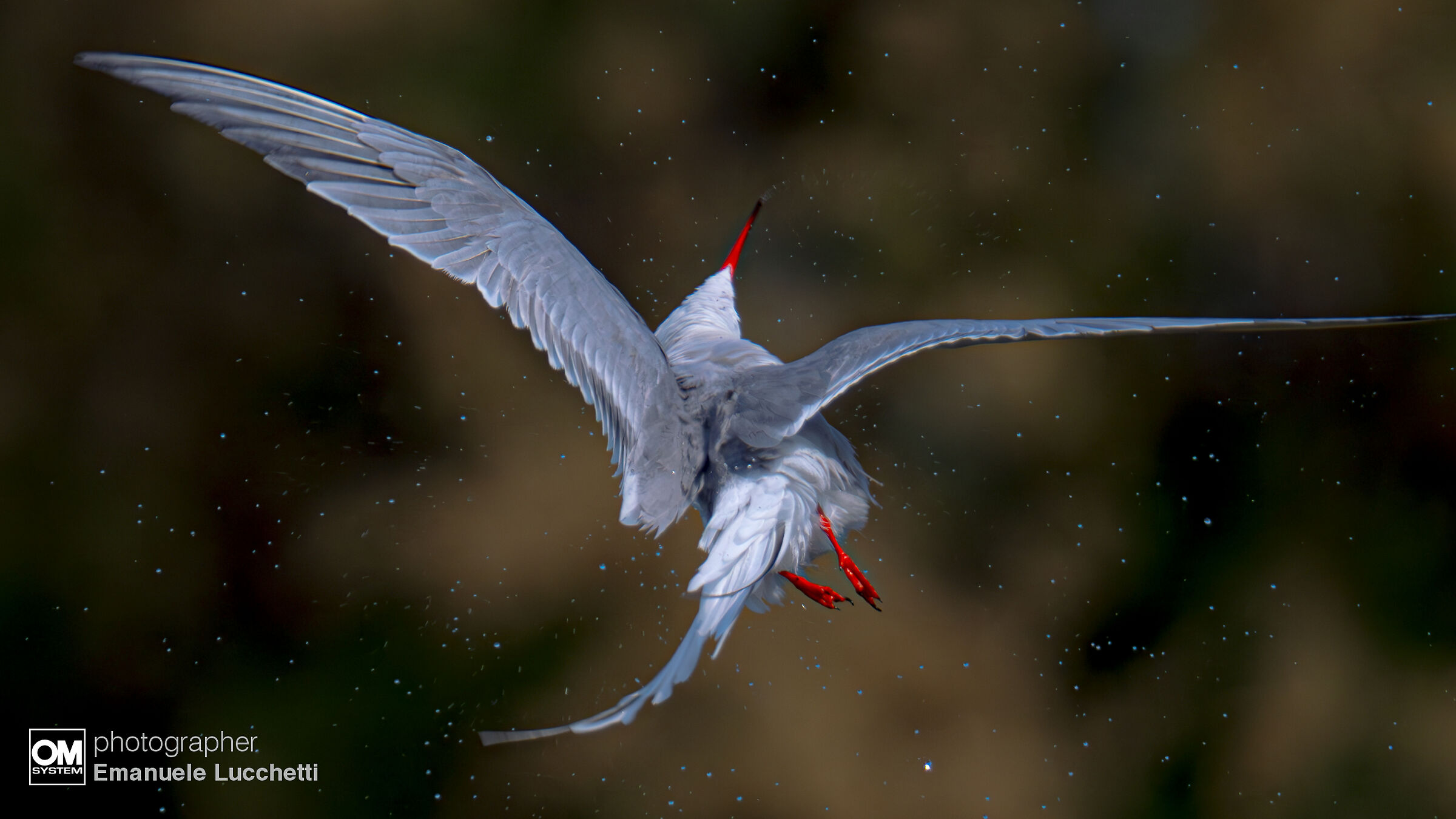 Common Tern...