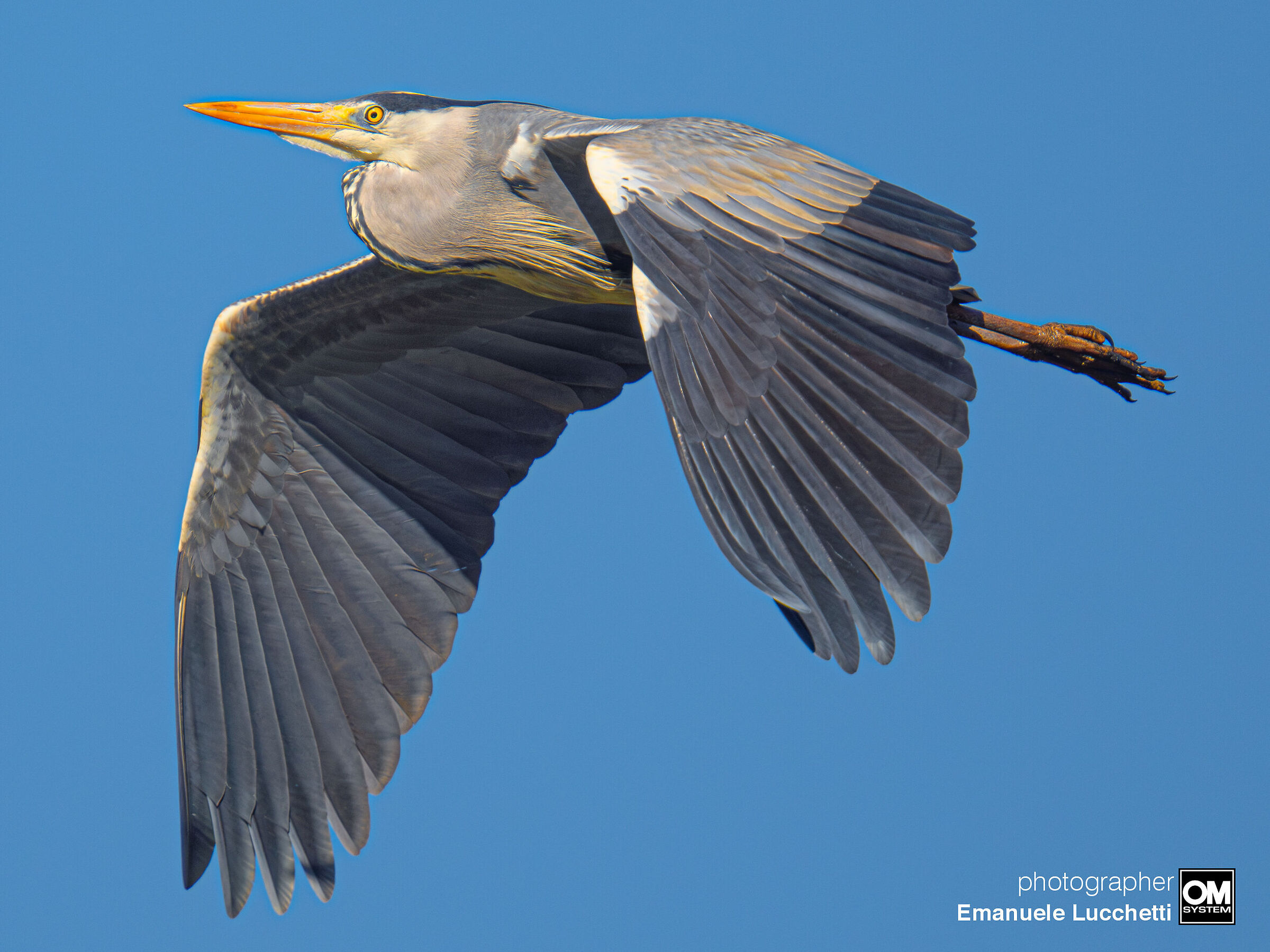 Grey heron...